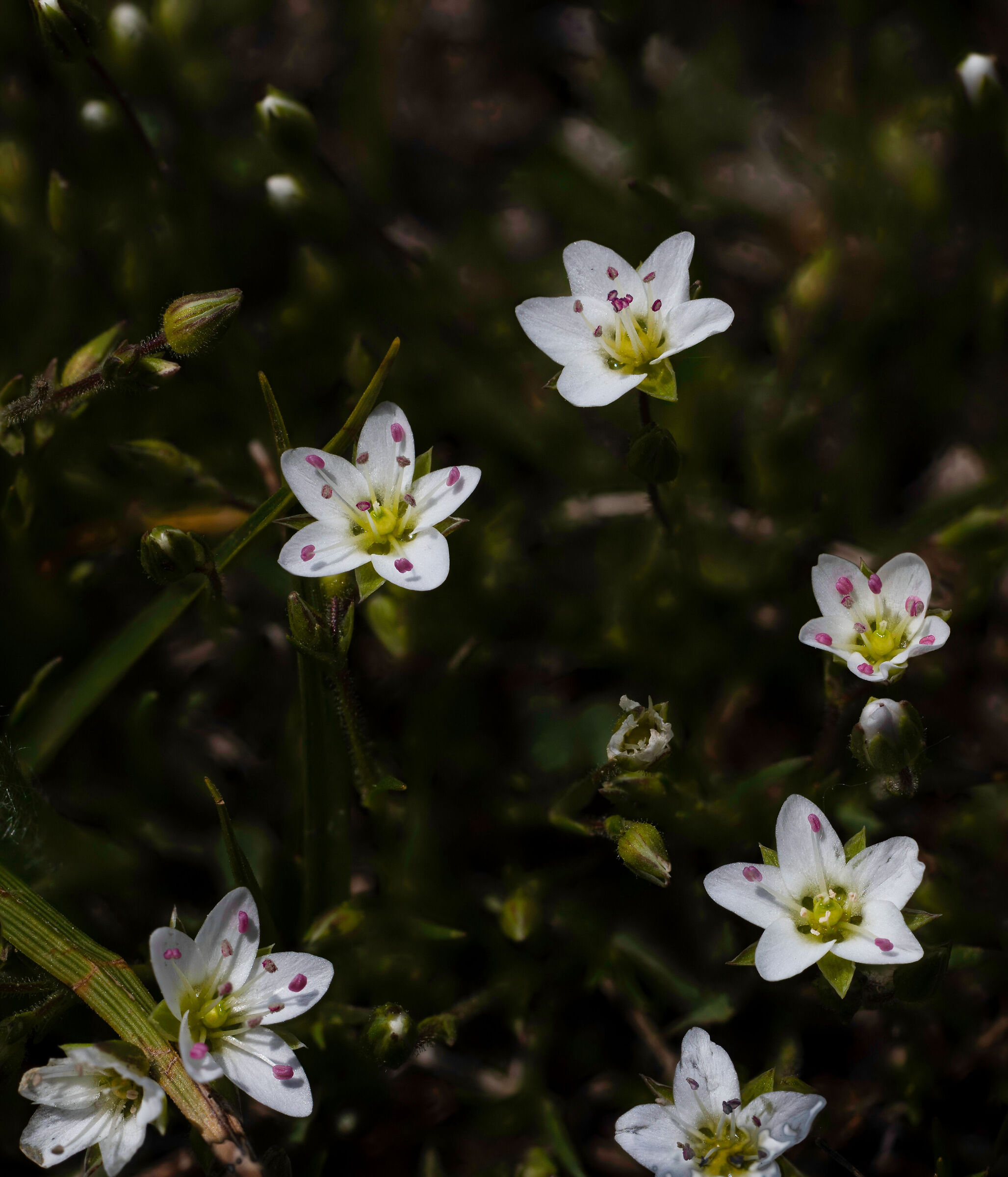 fiorellino minuscolo...di cui non conosco il nome....