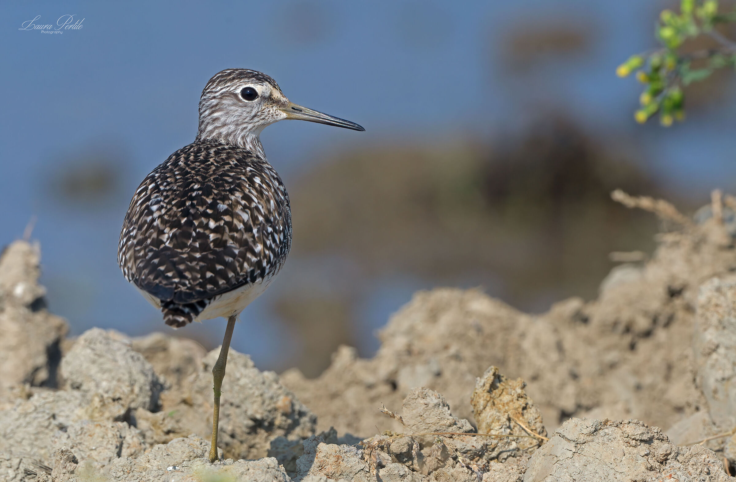 Piro piro boschereccio