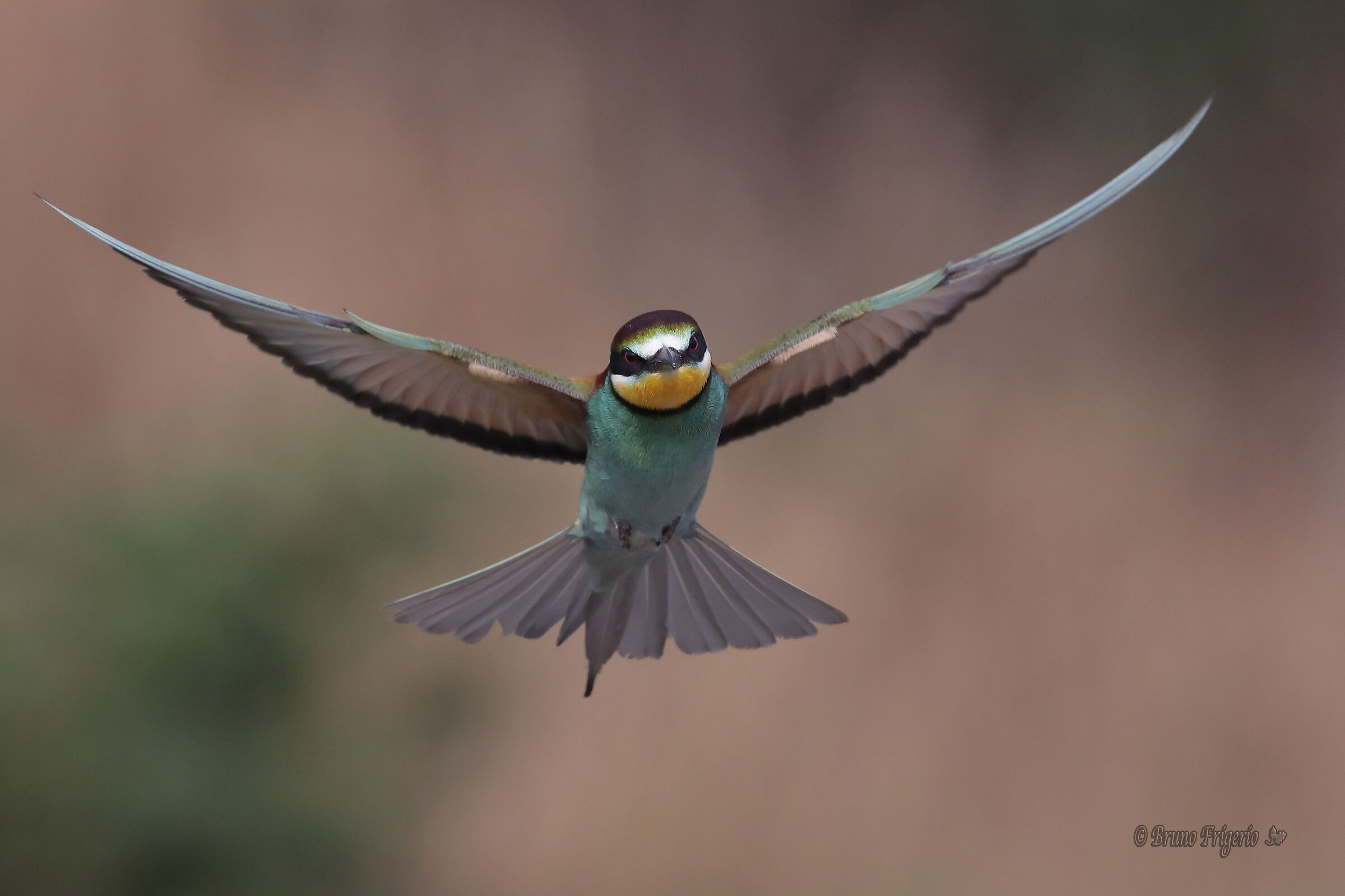 Bee-eater