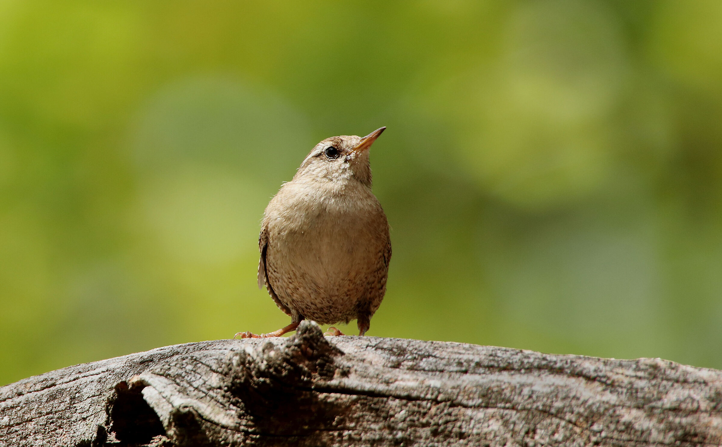 Wren