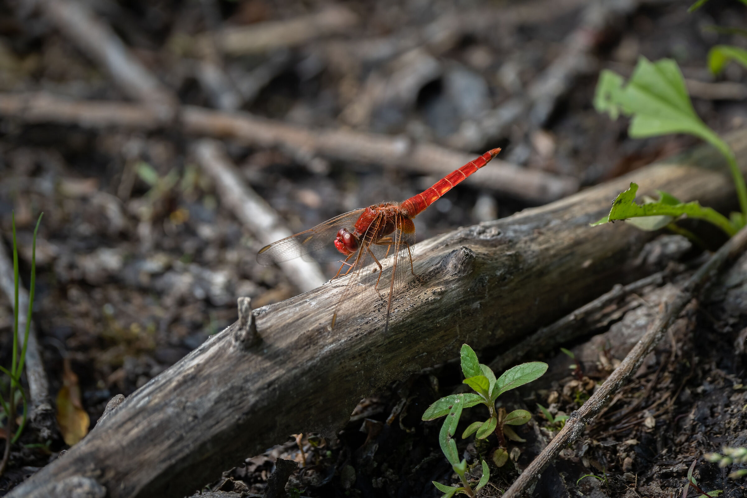 Libellula Rossa (Lago di Terlago - Trentino)