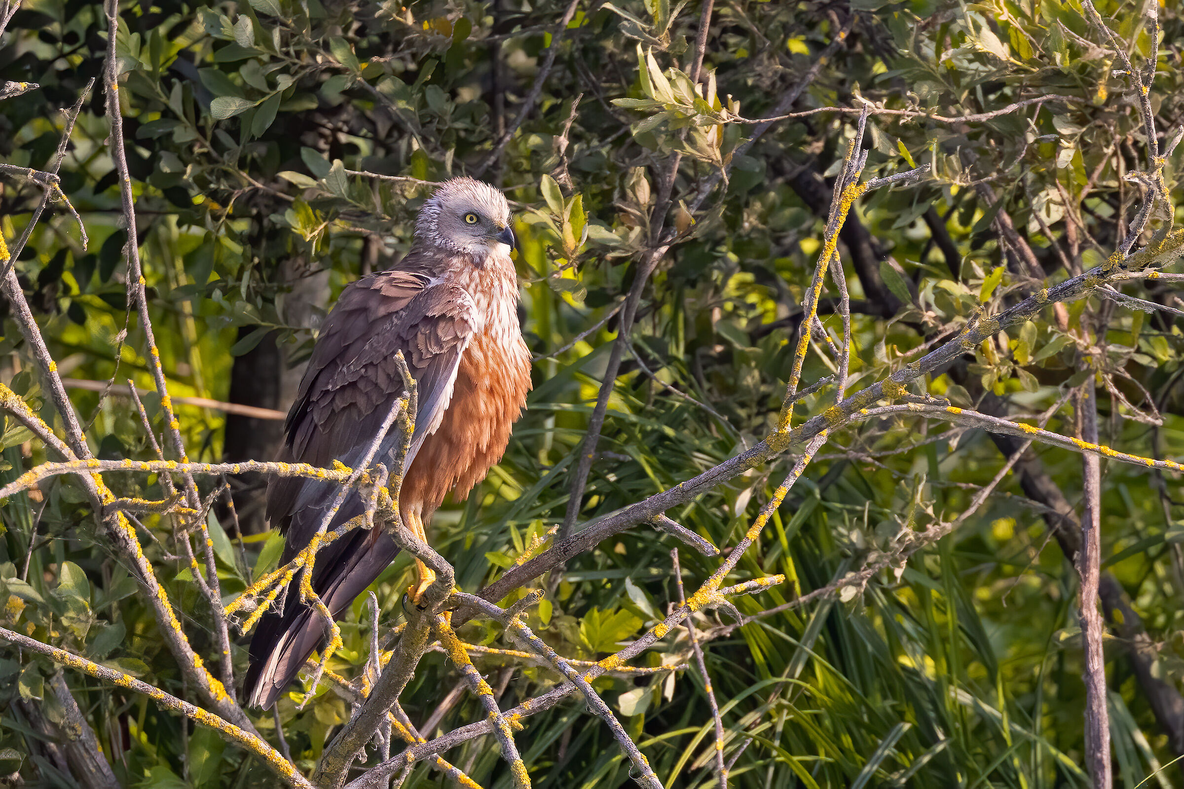 Falco di palude posato
