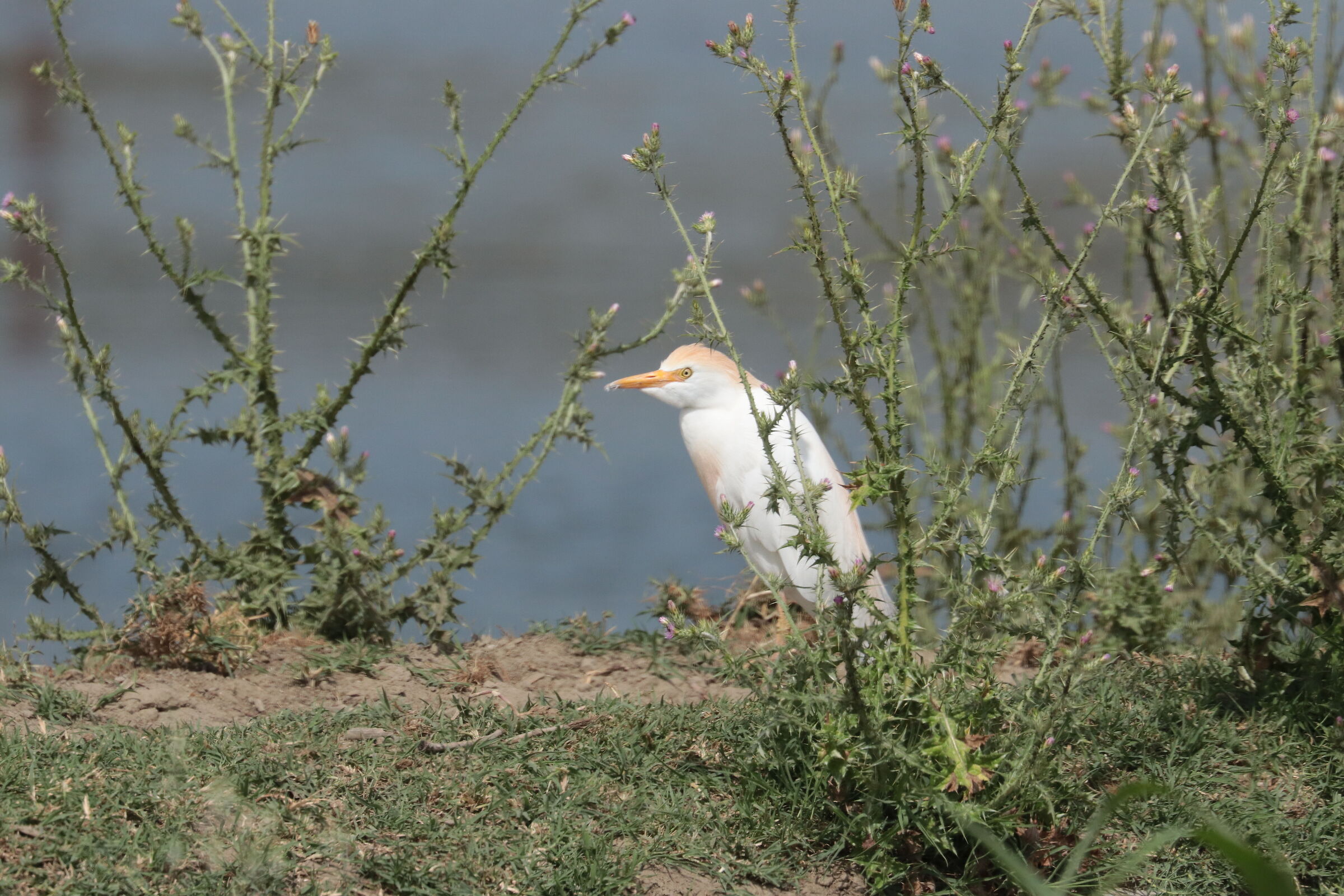 Cattle egret