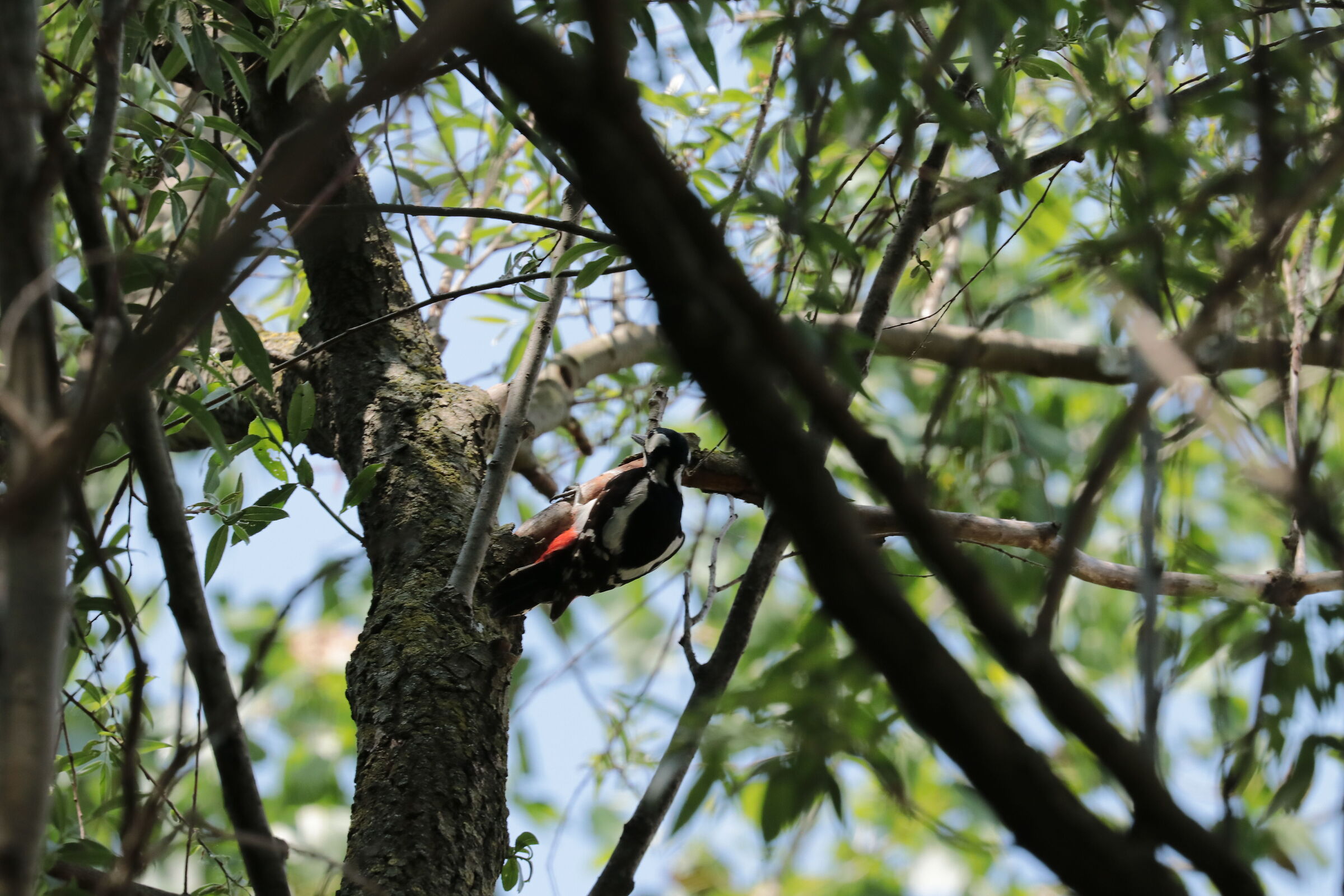 Red woodpecker