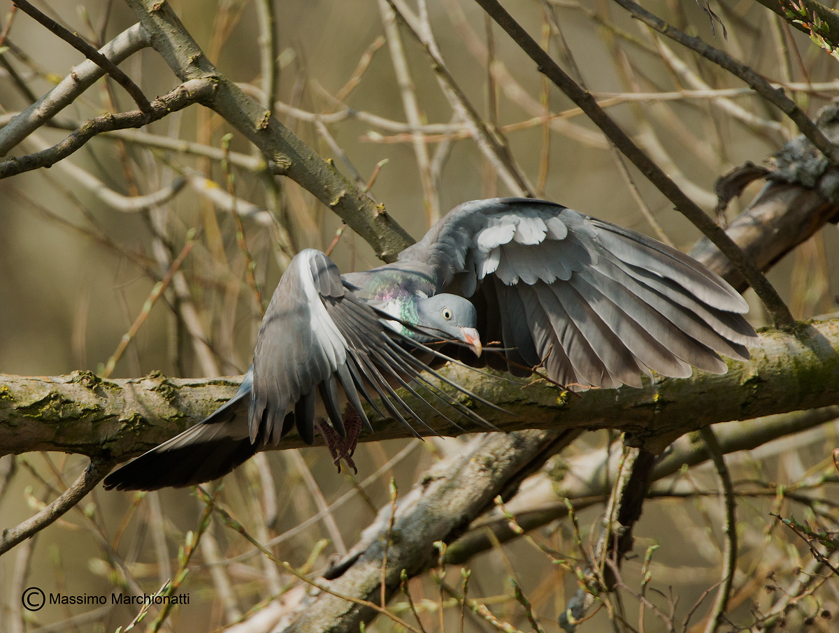 La costruzione del nido