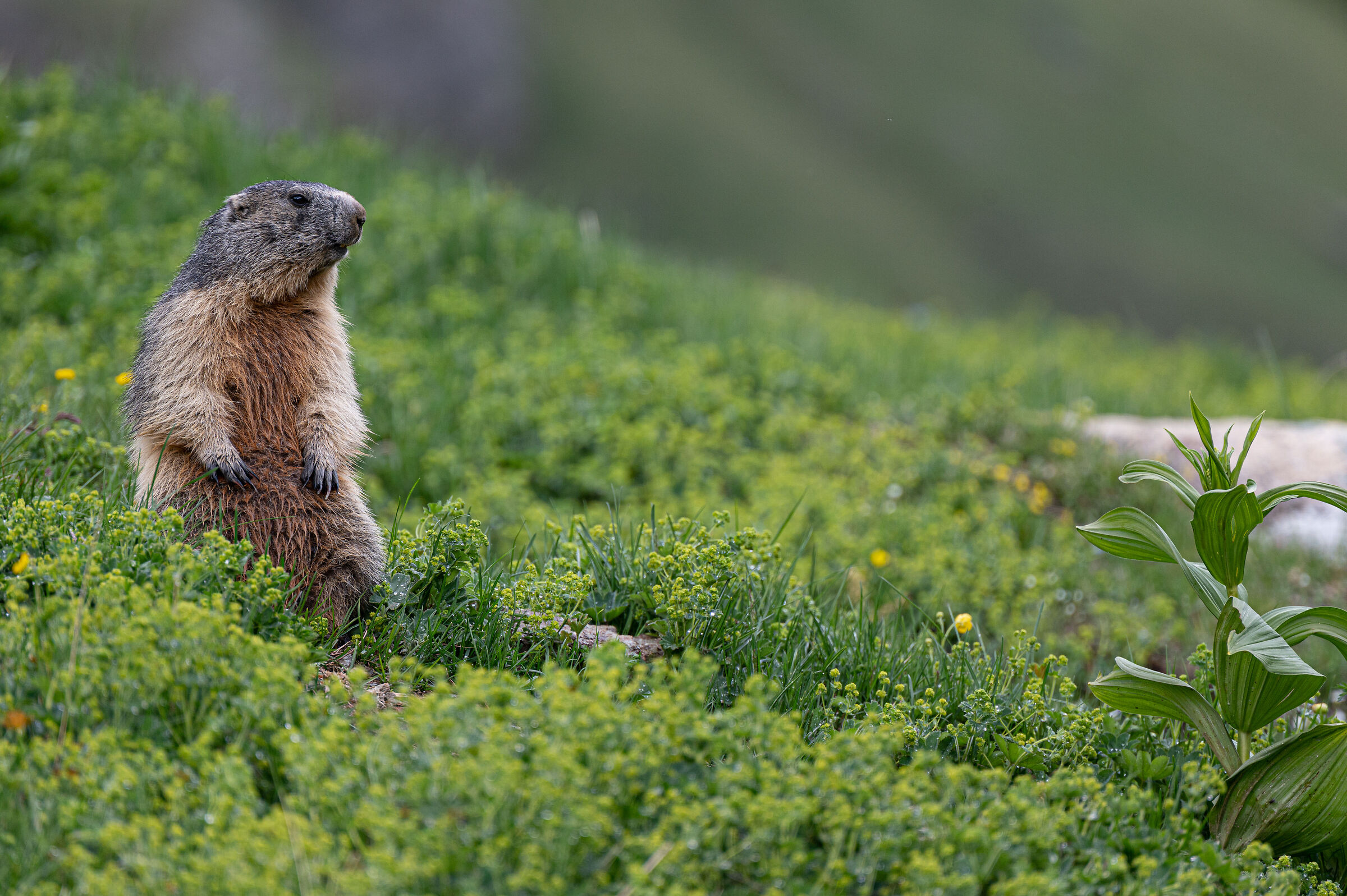 marmots at the benevolent refuge