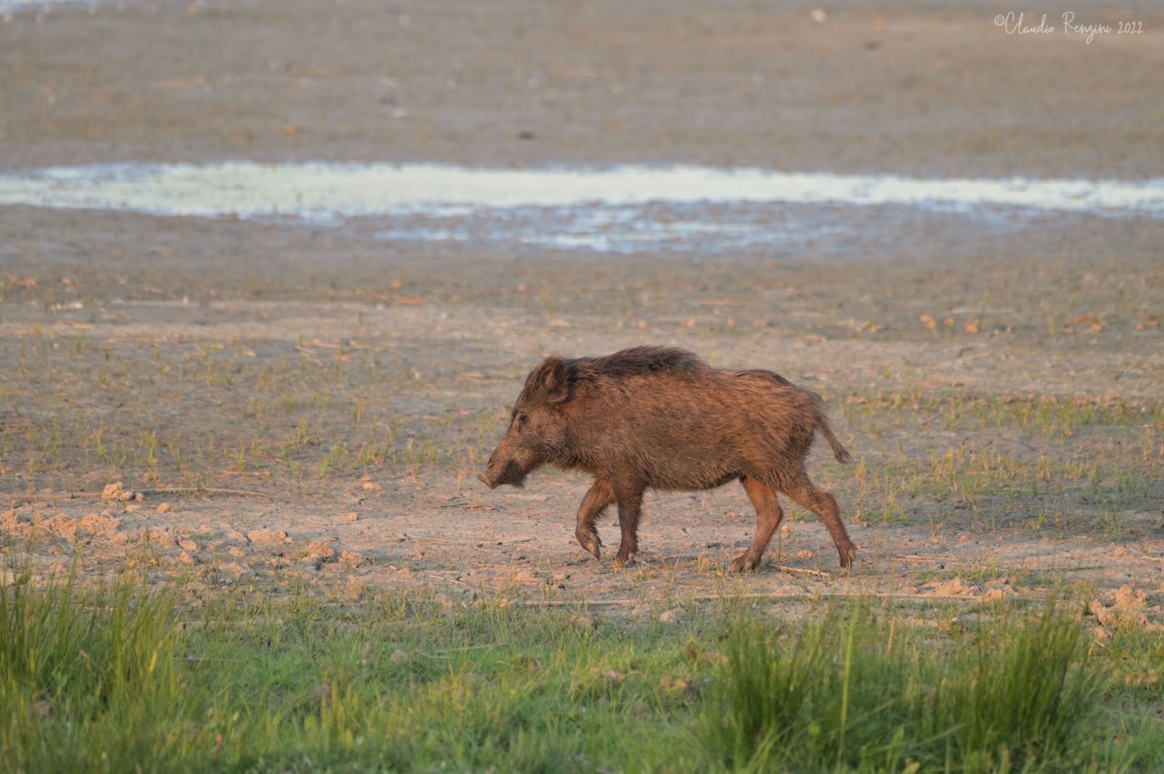 wild boar at sunset