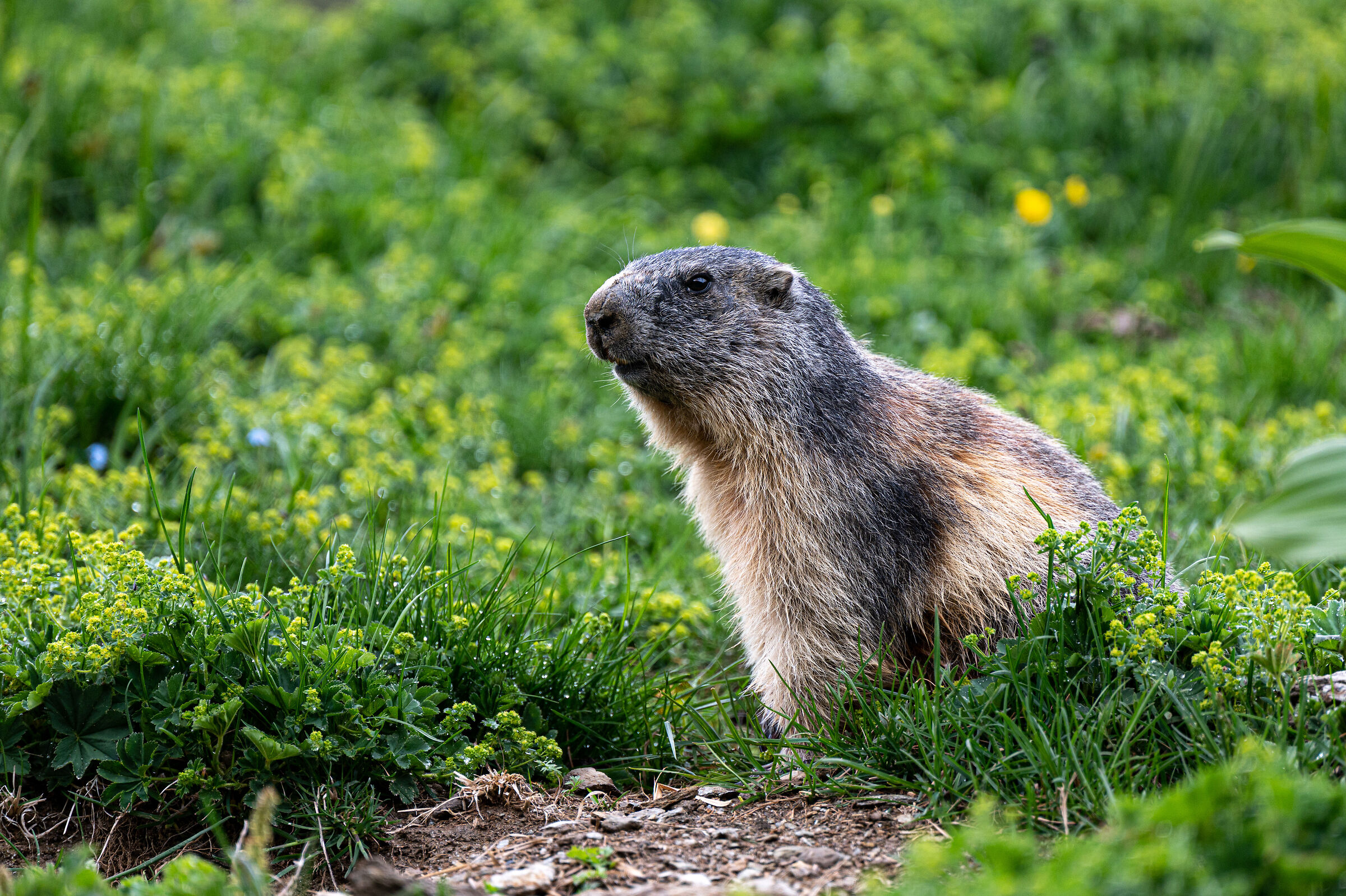 marmots at the benevolent refuge