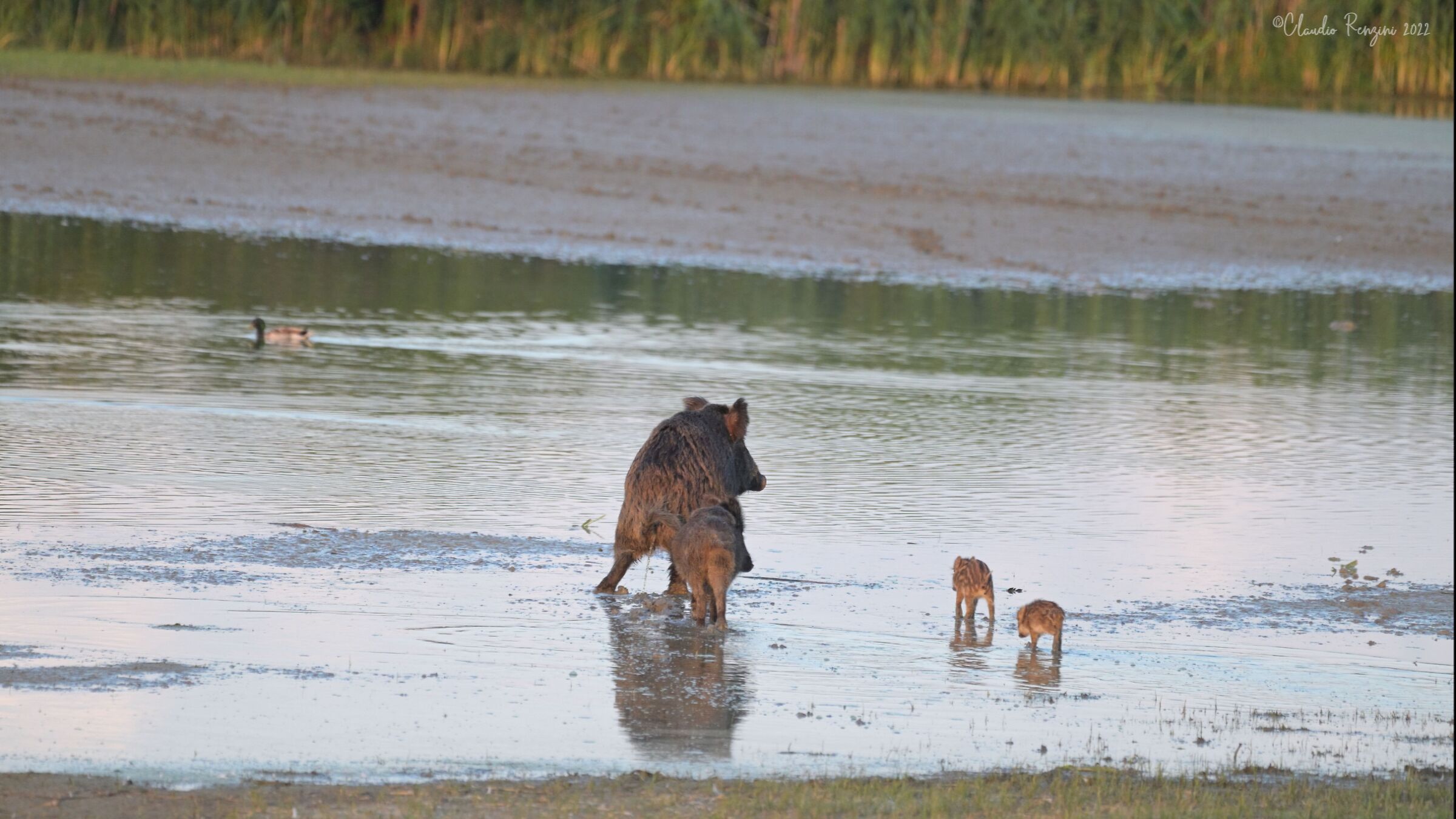 wild boar family at sunset