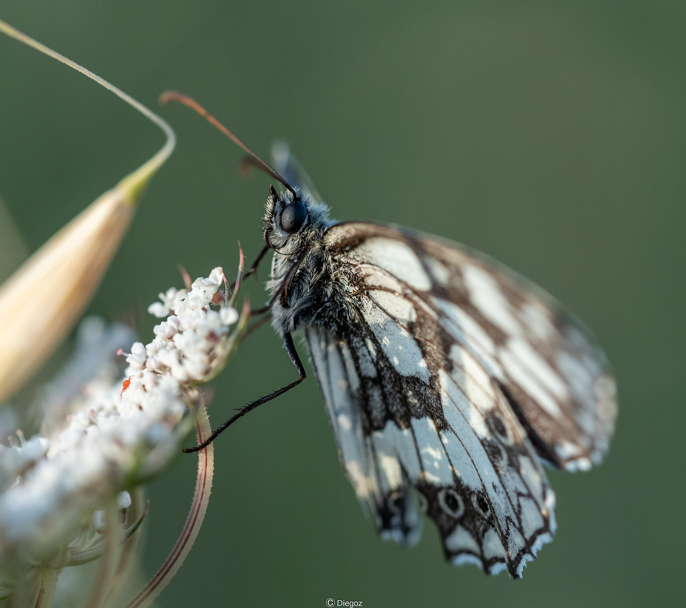 Melanargia Galathea