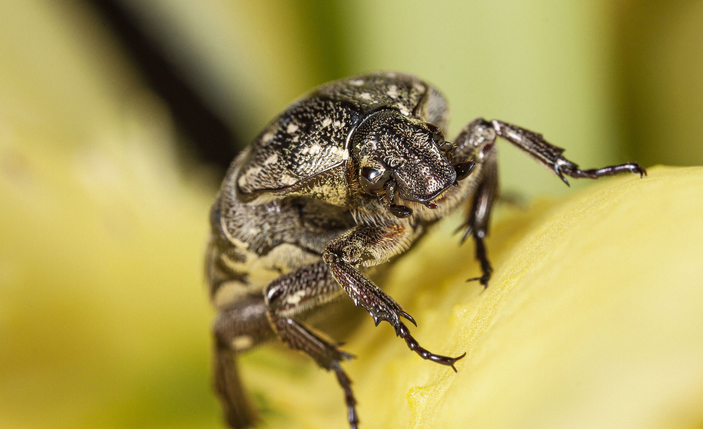 Canon 50D, obiettivo macro MPE-65, MT-24EX lite e palmare