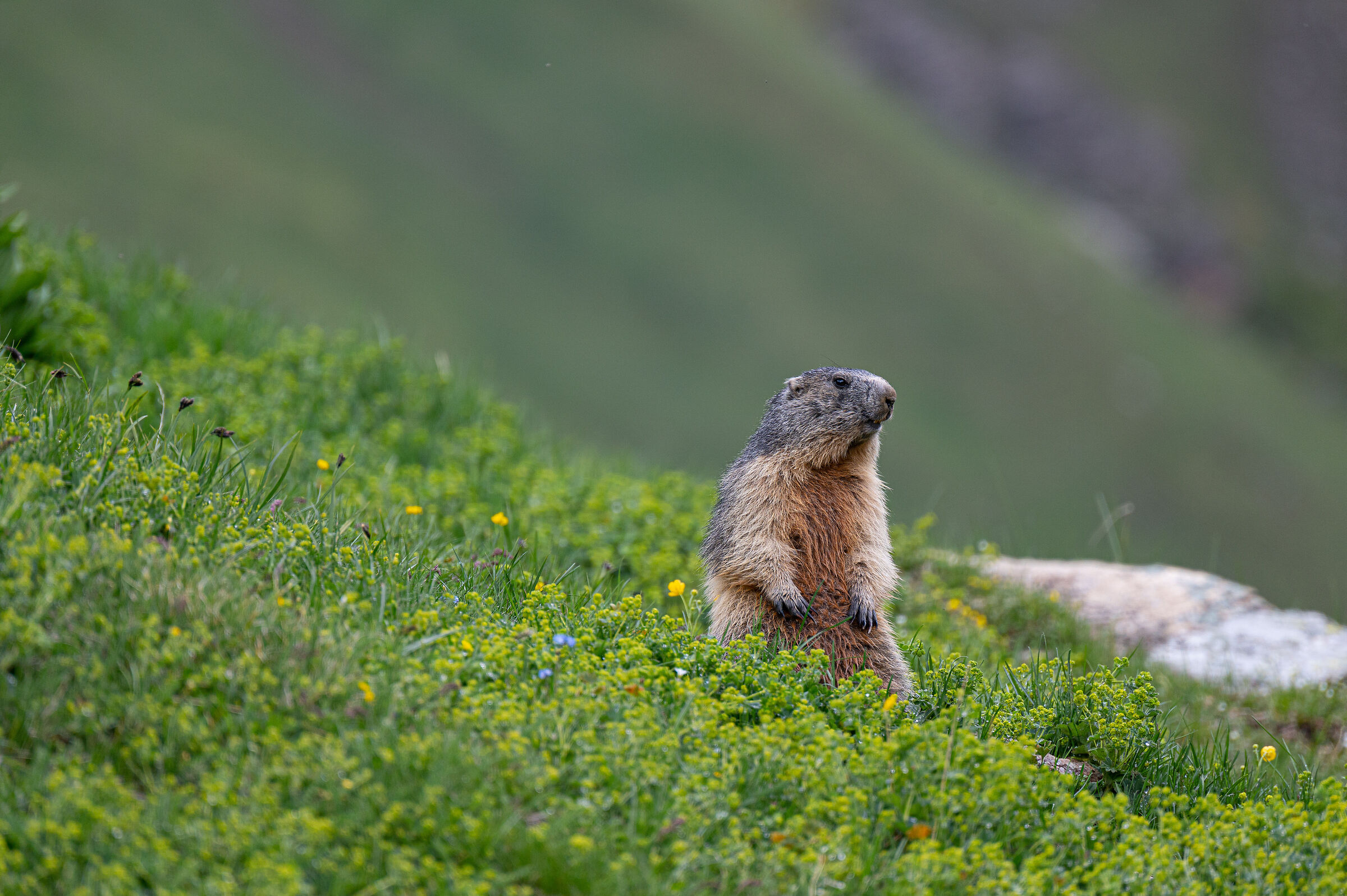 marmot benevolent refuge