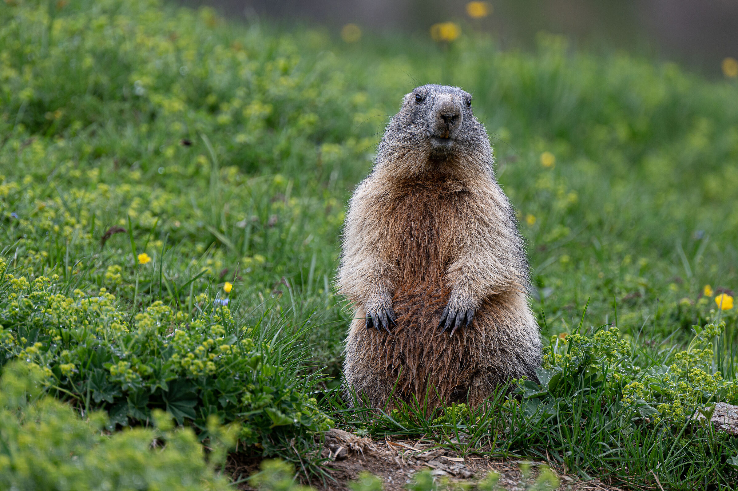 benevolent shelter lookout