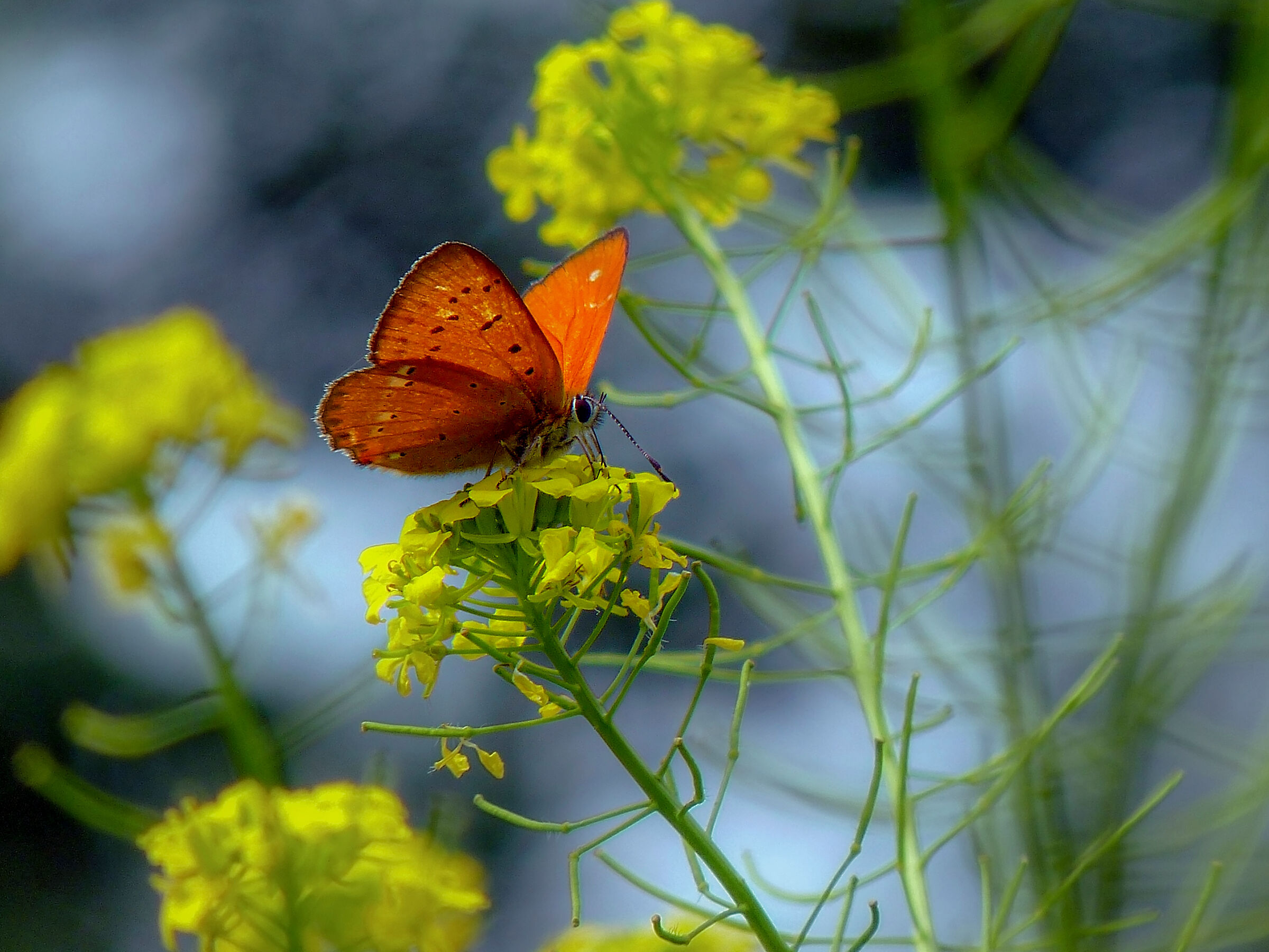 Lycaena virgaureae