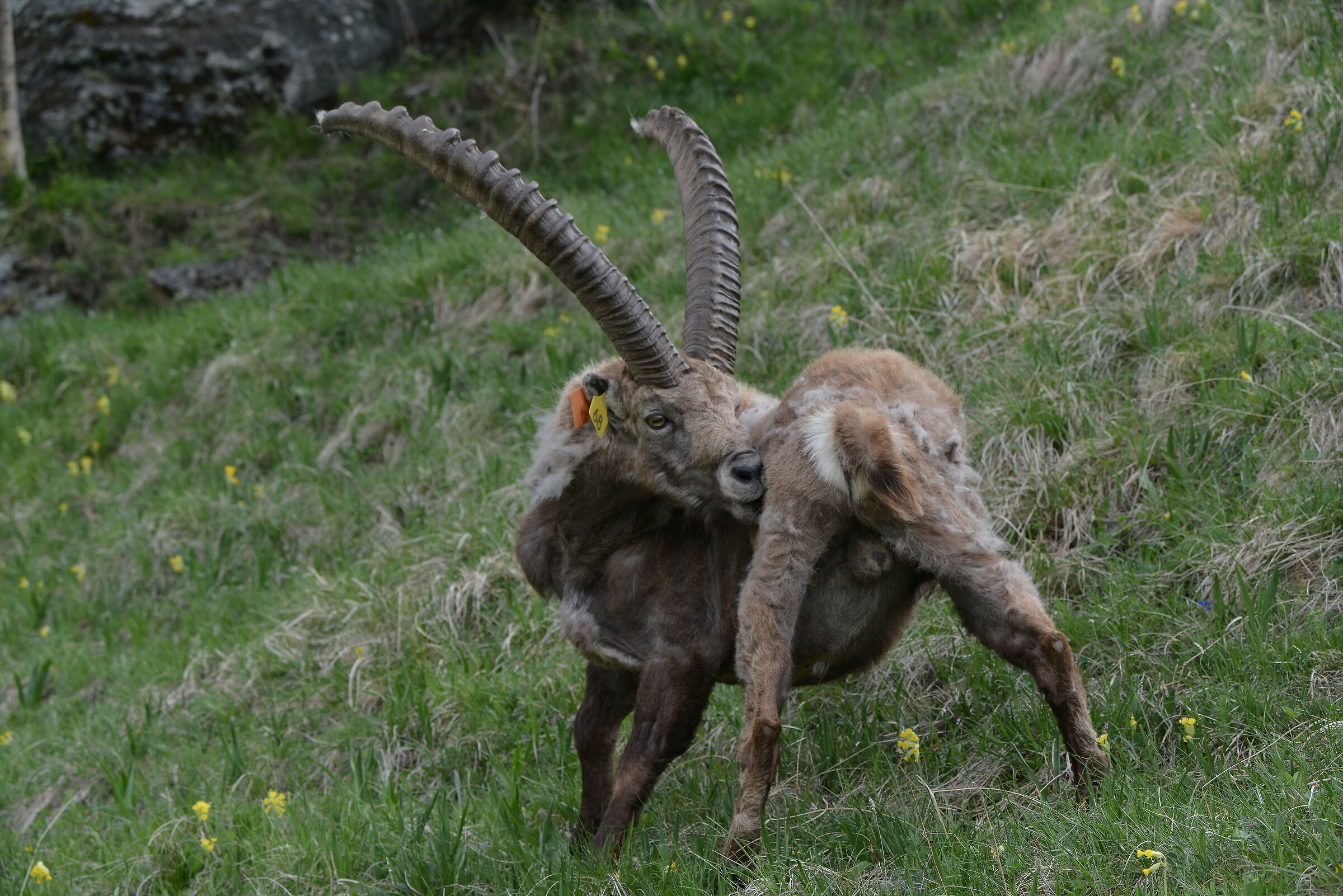 Goat ibex ?
