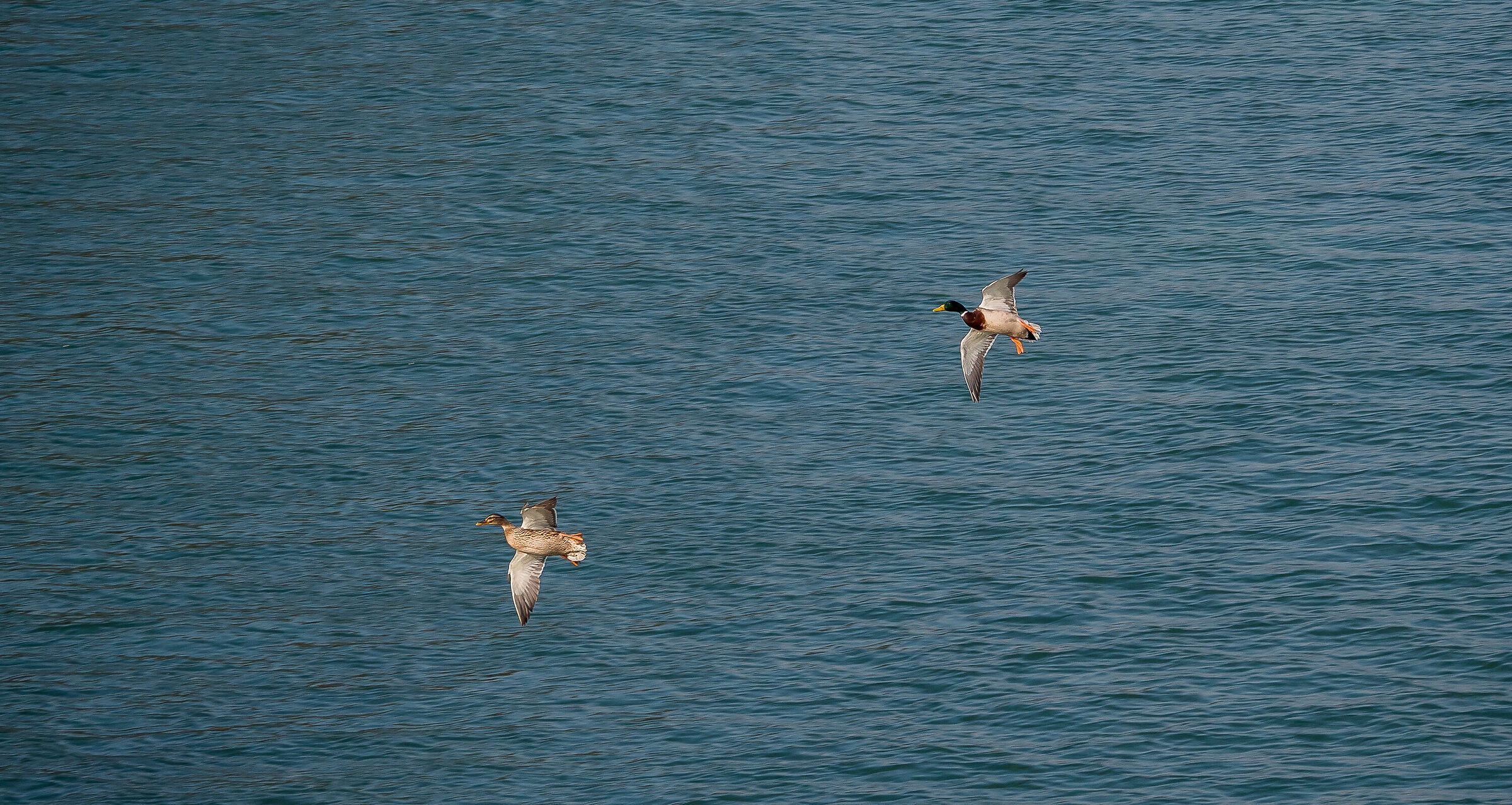 Volare oh. oh. nel blù dipinto di blù......