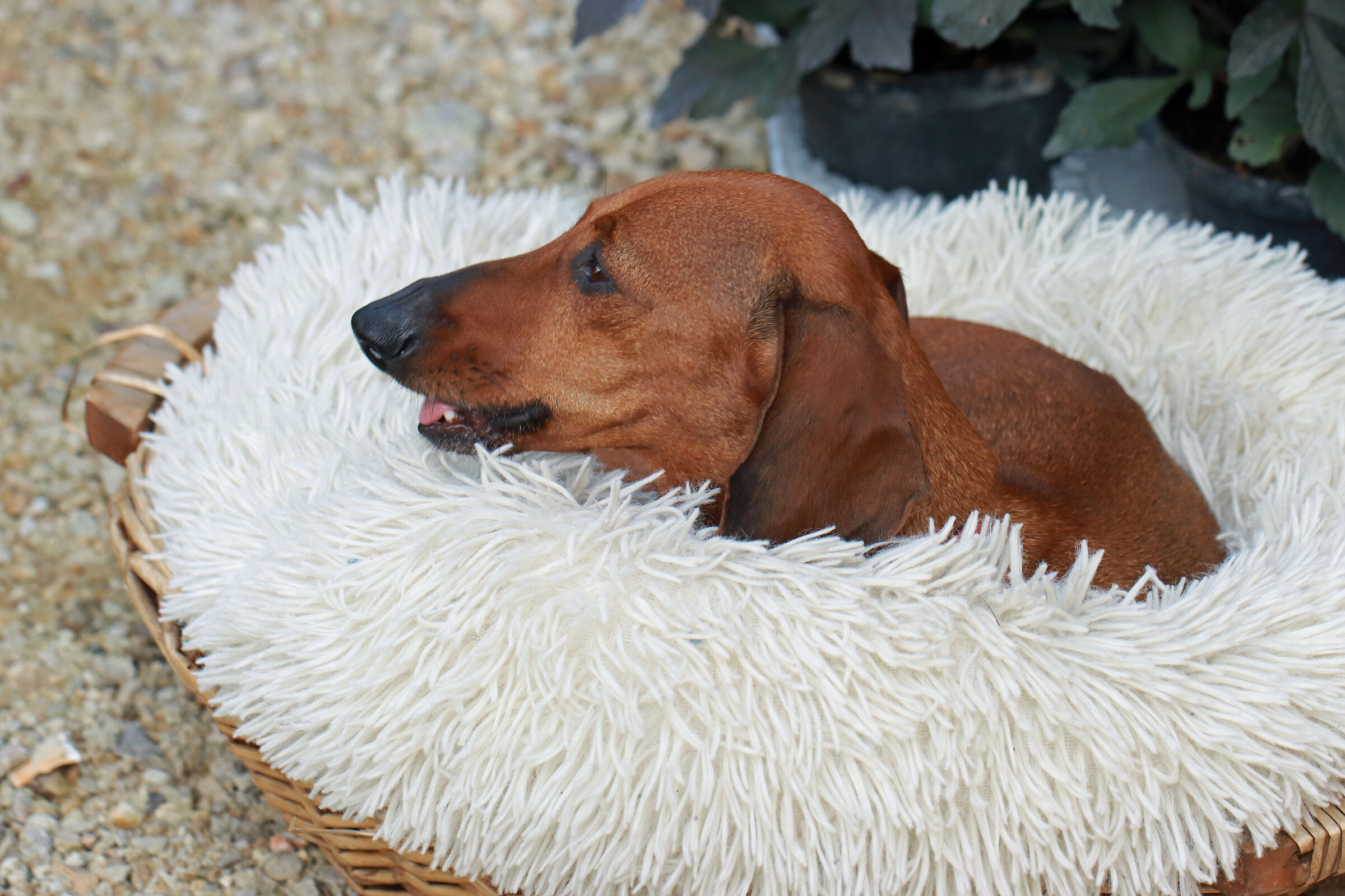 Come un topo nel formaggio ...