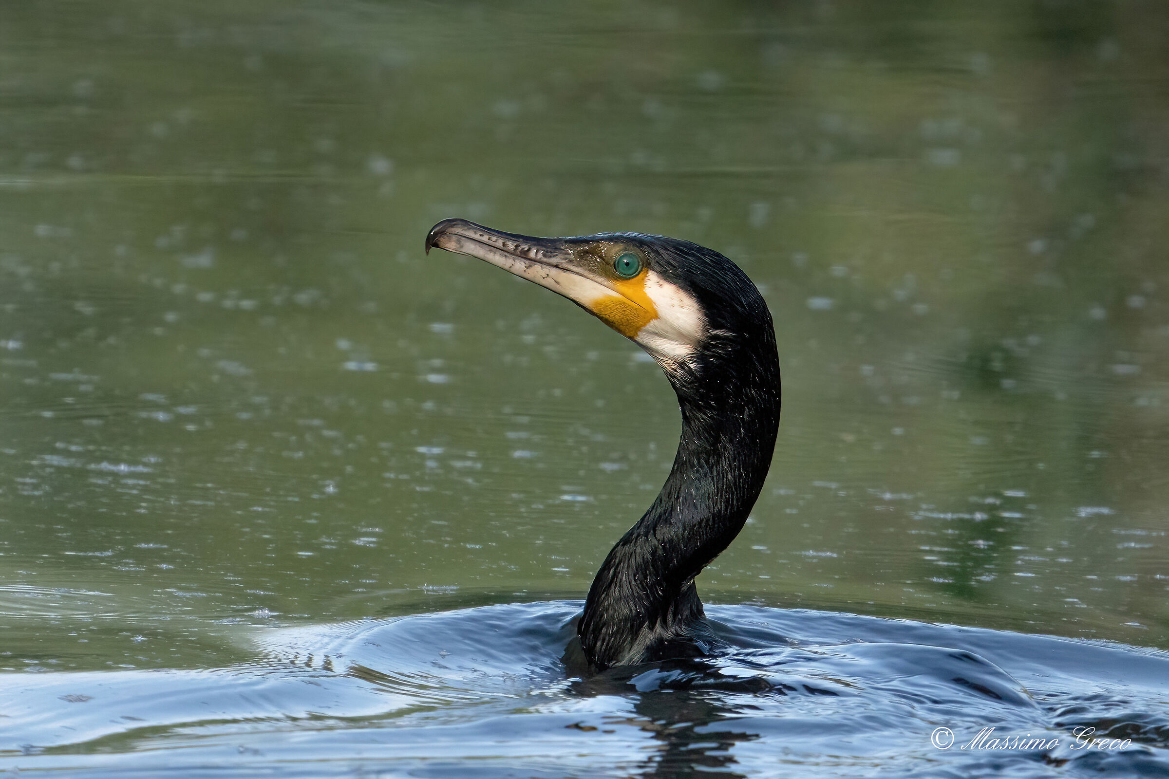 Cormorant (Phalacrocorax carbo)