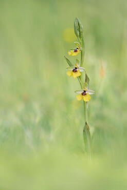 Ophrys lacaitae