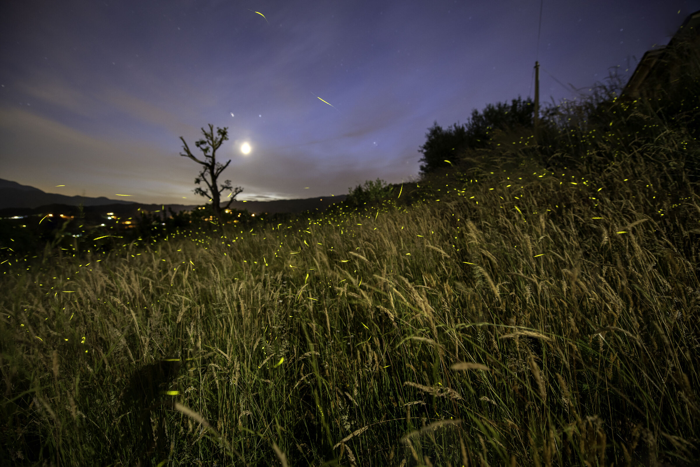 Fireflies in the meadow under the house