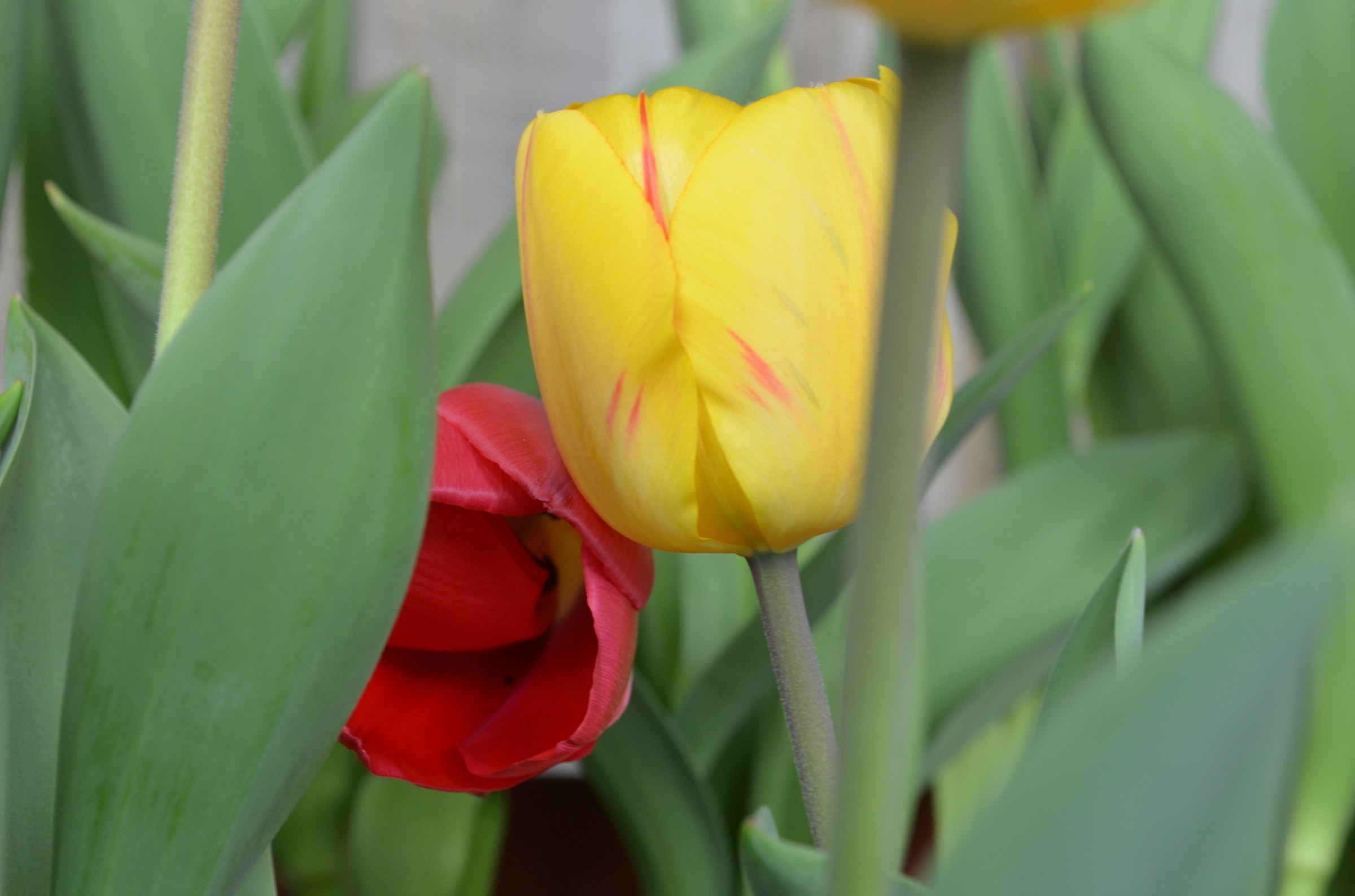 Les tulipes