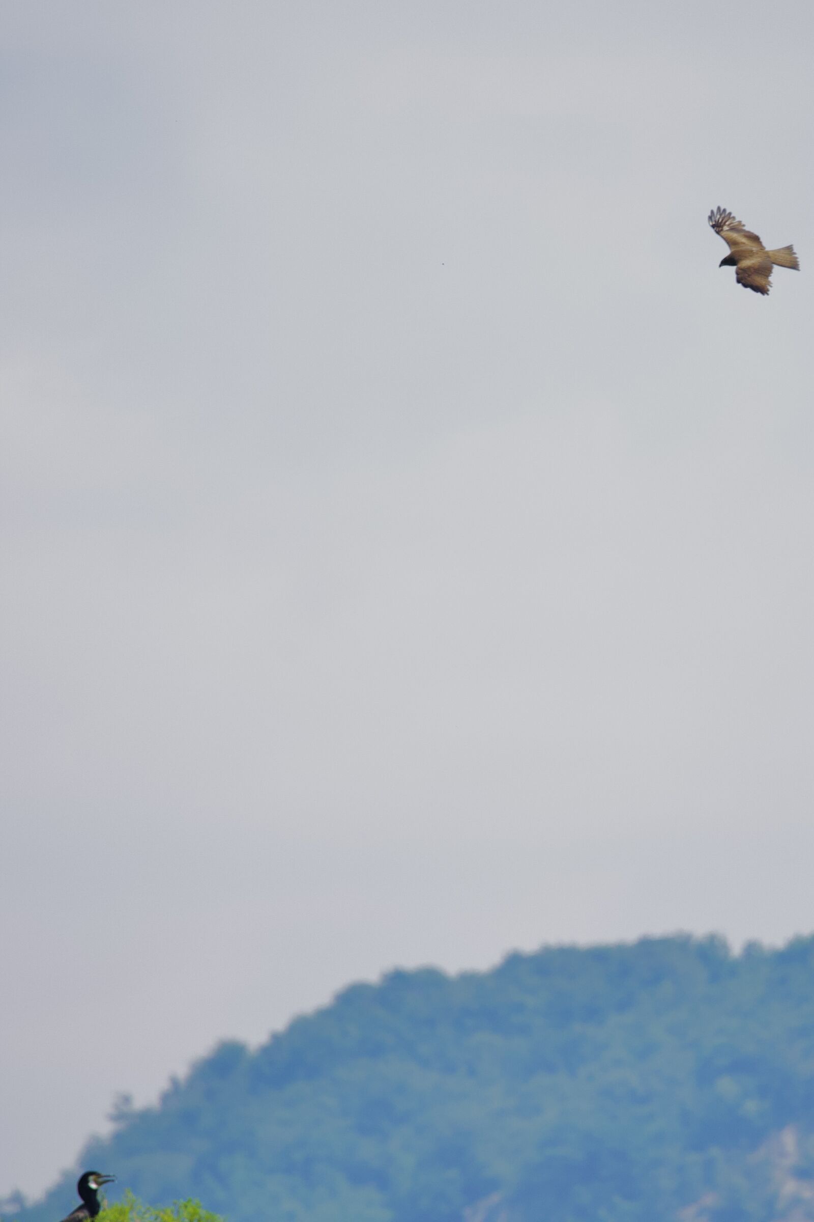 The kite and the cormorant