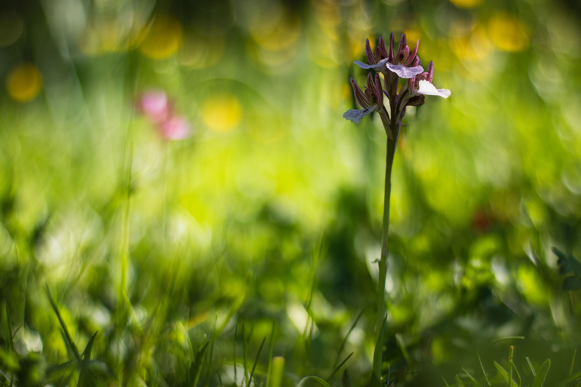 Orchis papilionacea grandiflora