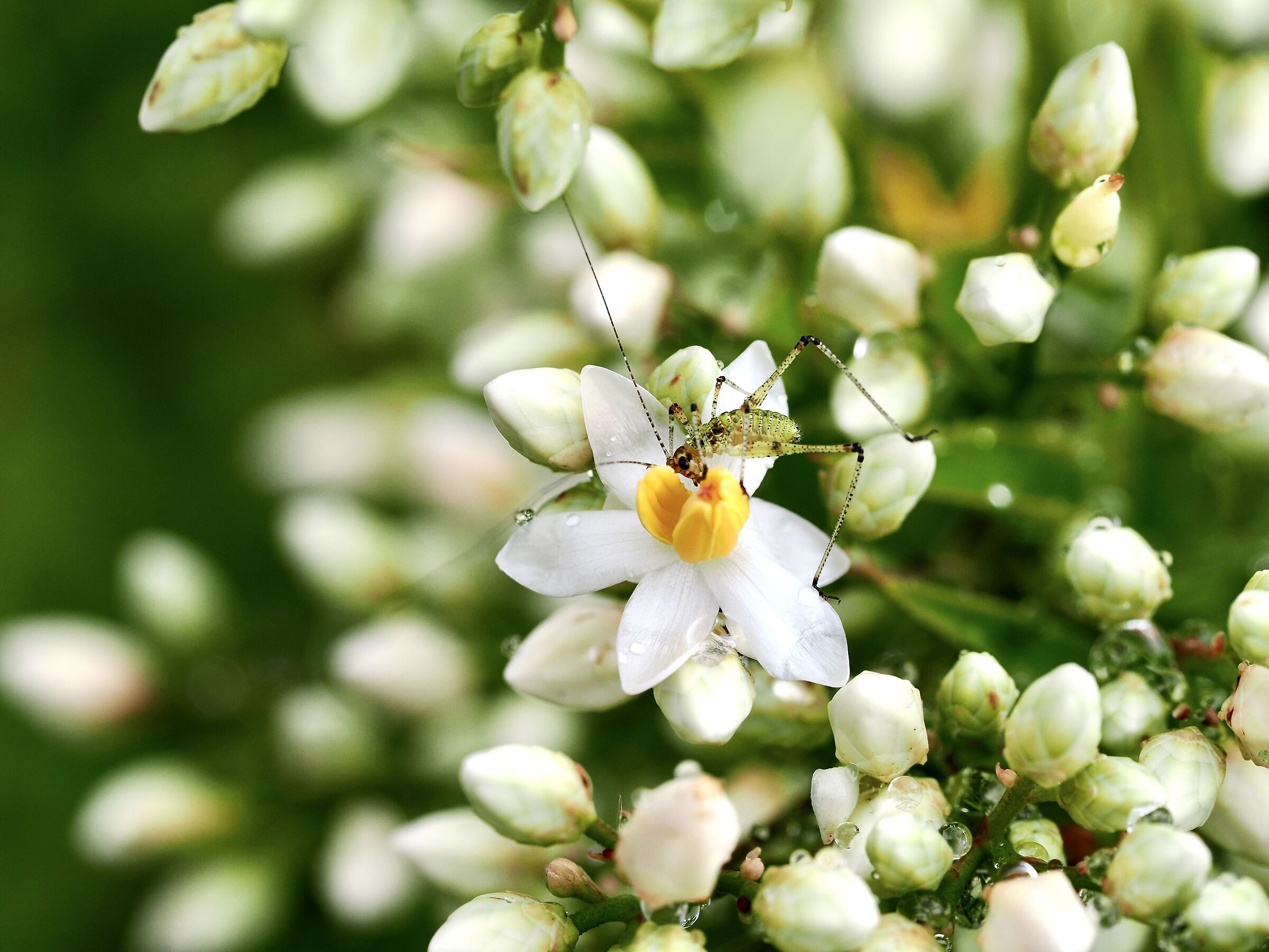 insect eats flowers