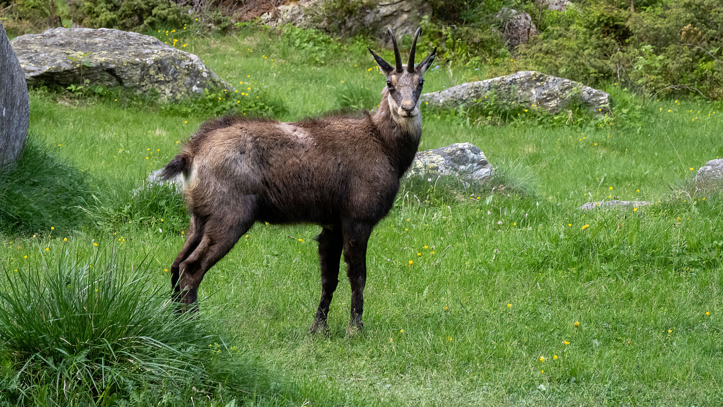 Gran Paradiso
