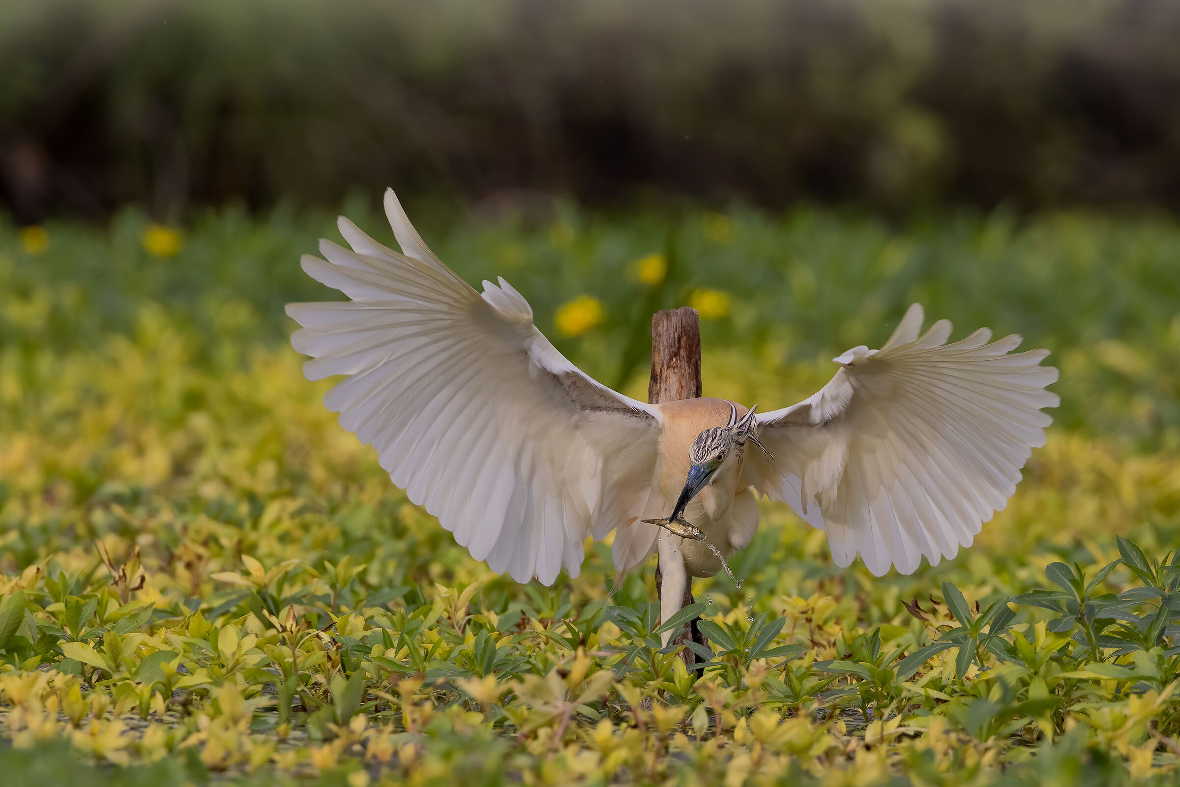 Incontri nel Parco del Mincio (mn)