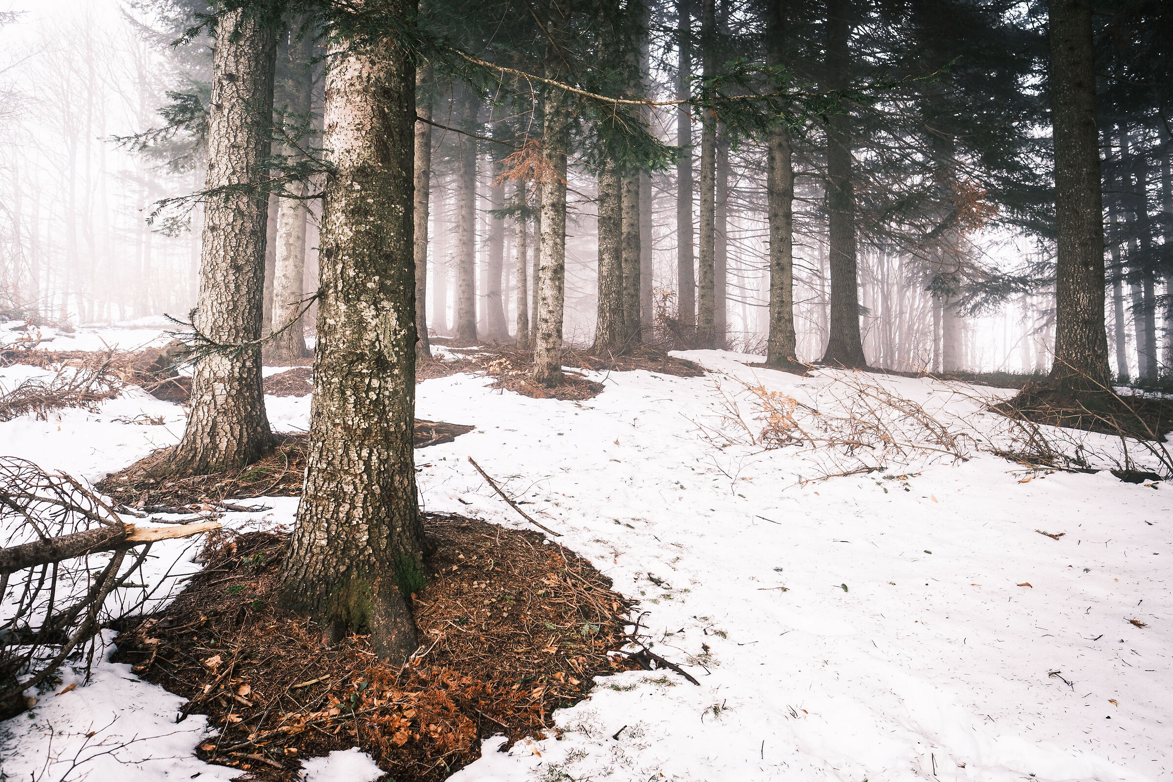 Nel mezzo di un gelido inverno