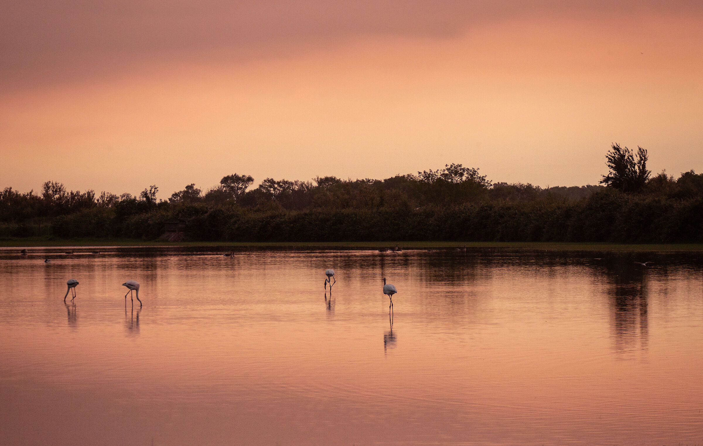 Ros'alba all'Isola della Cona.