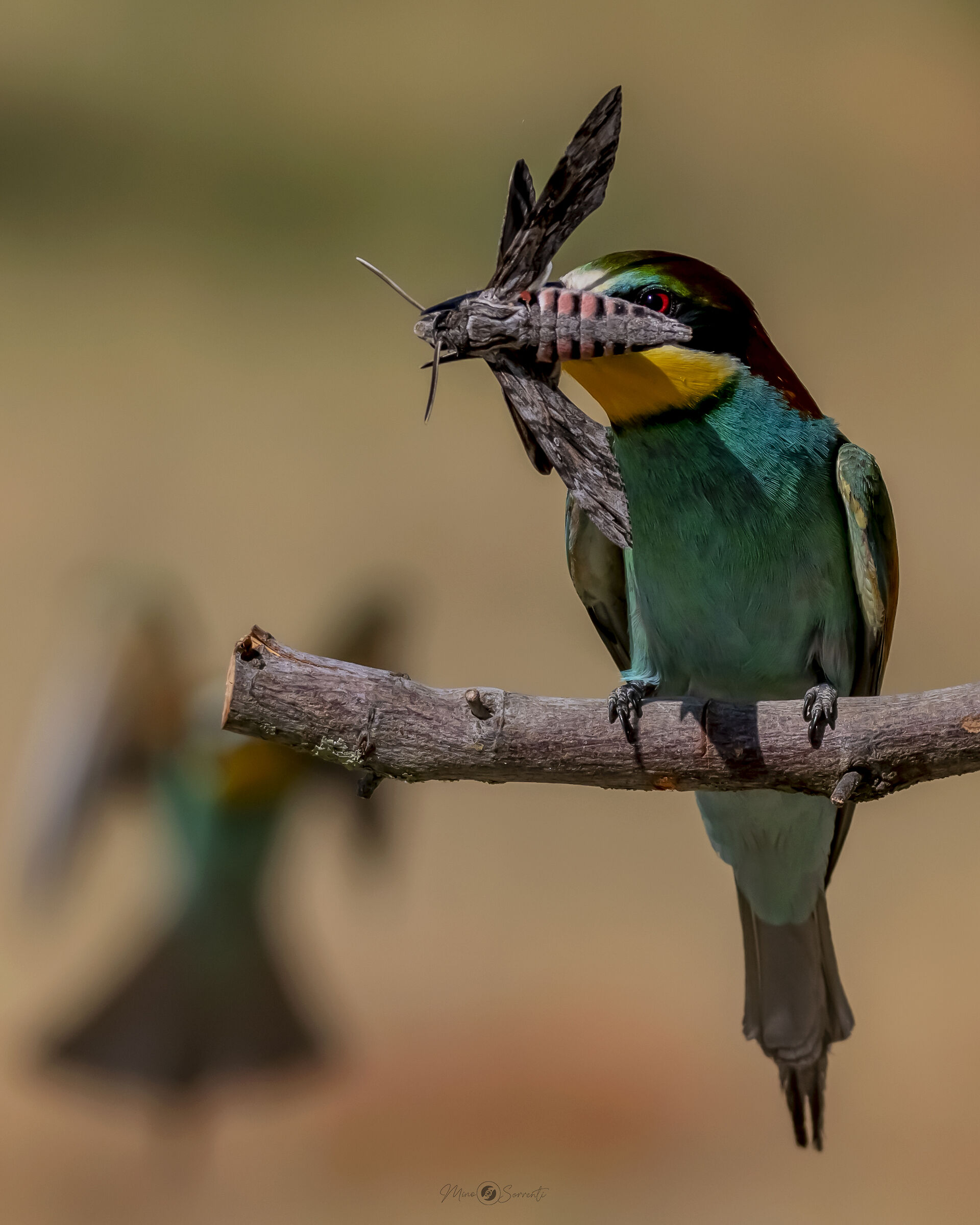 Gruccione con preda "Sfinge del convolvolo"