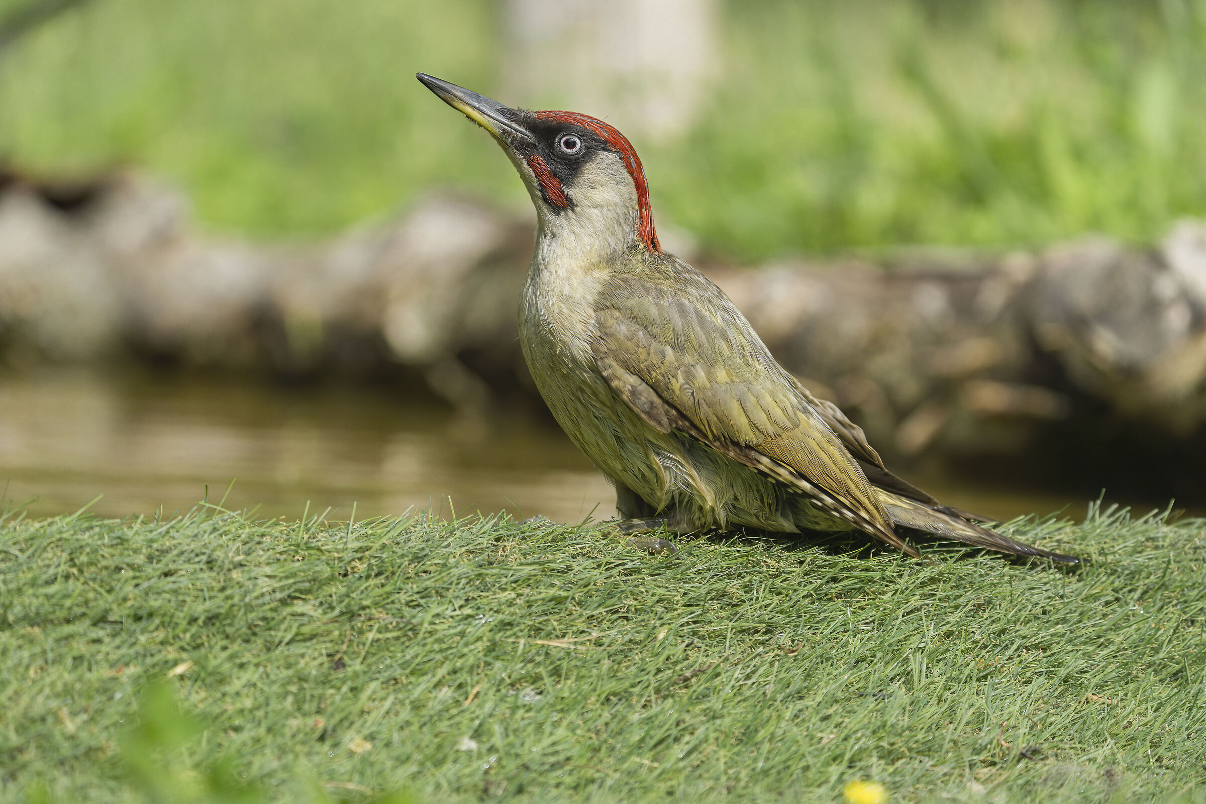 Picchio Verde Maschio