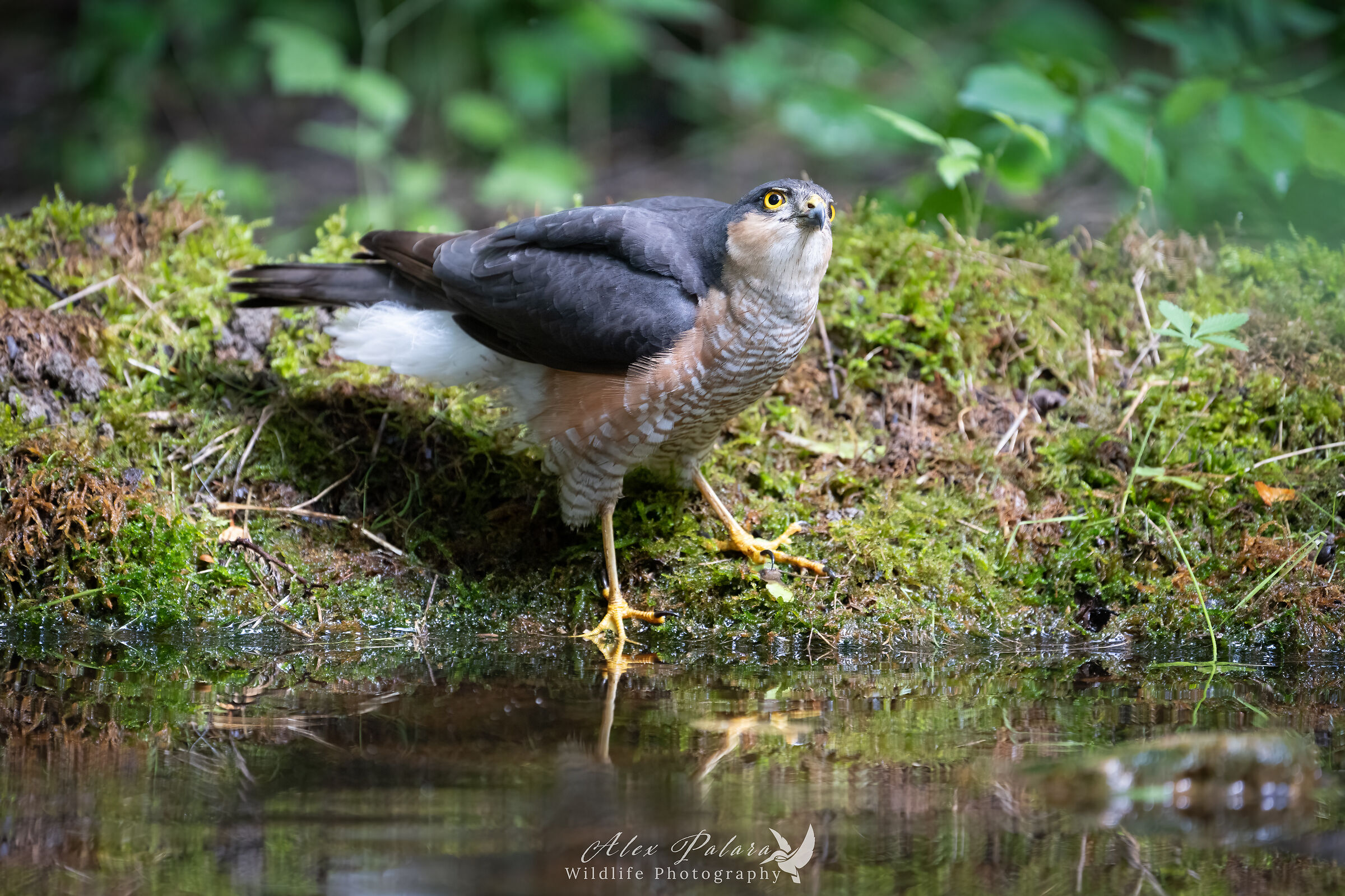 Sparrowhawk posing