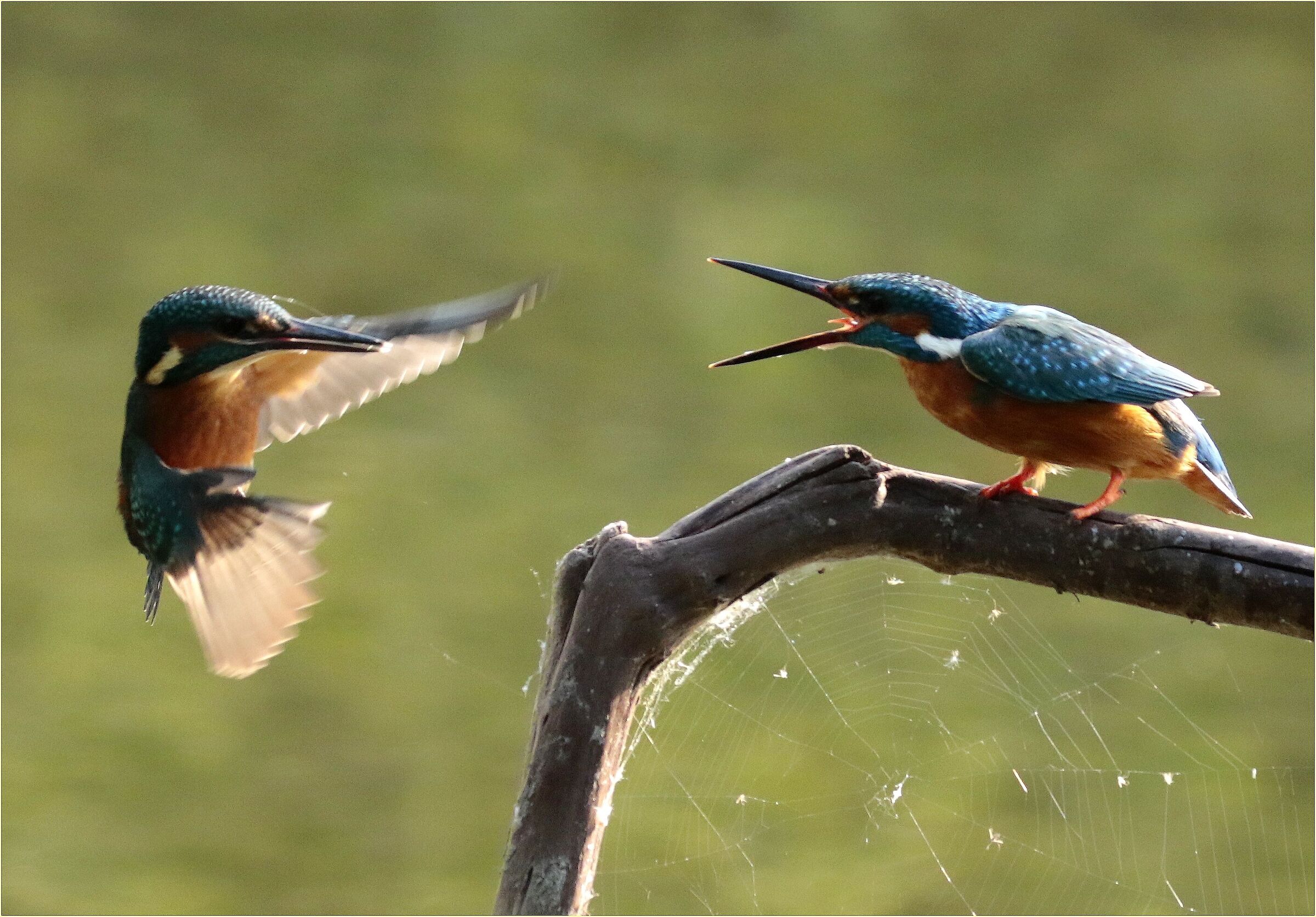 '' flight lessons with diving ''
