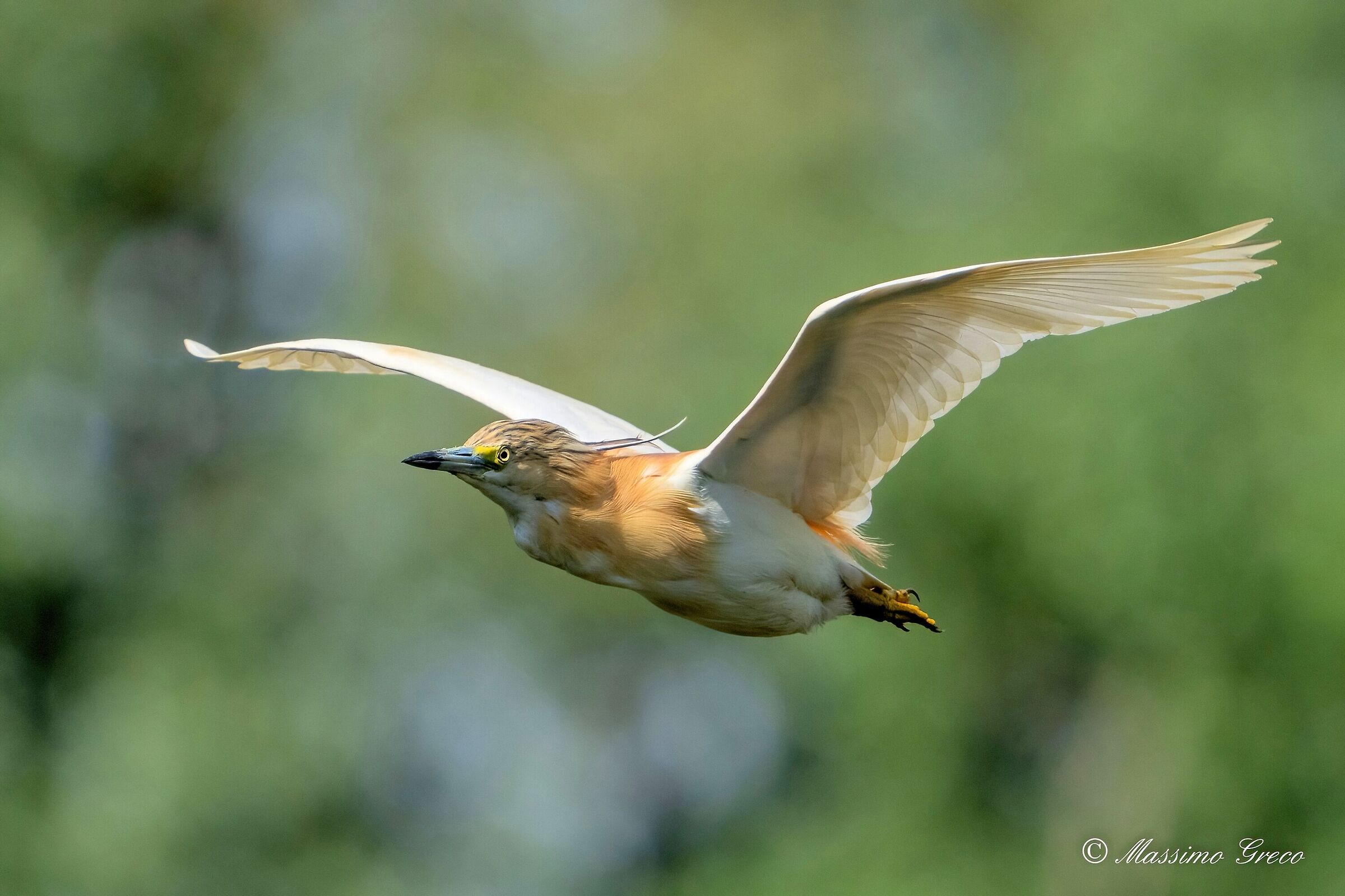 Tufted gauze (Ardeola ralloides)