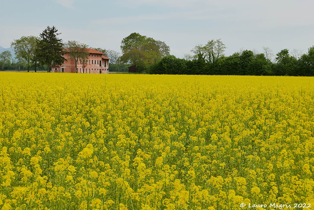 Yellow in San Leonardo (Pn)