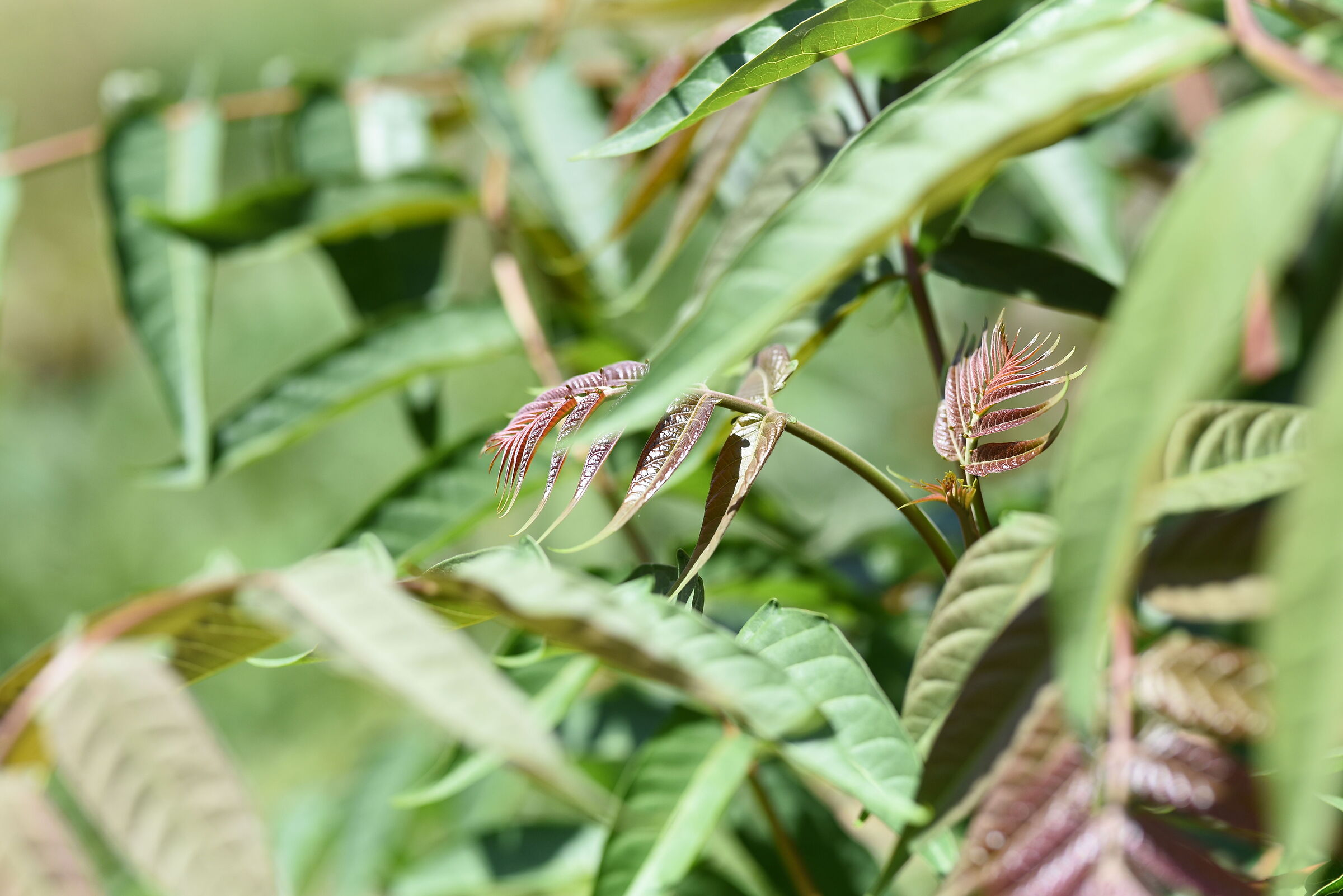 Sigma 85, 1.4 Art- 1/ 4.0 0 0, F. 2.8, ISO 500