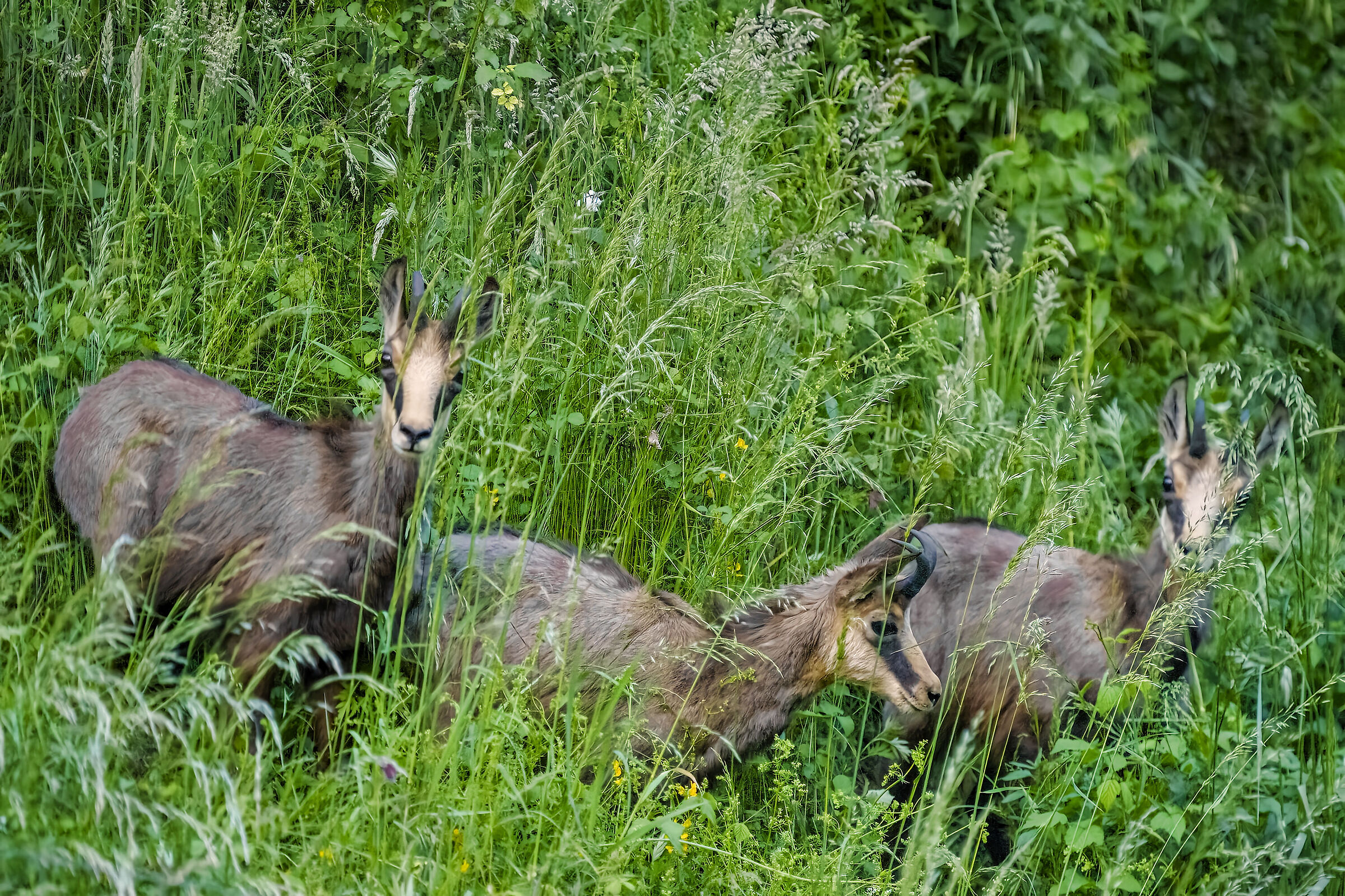 3 giovani camosci in paese