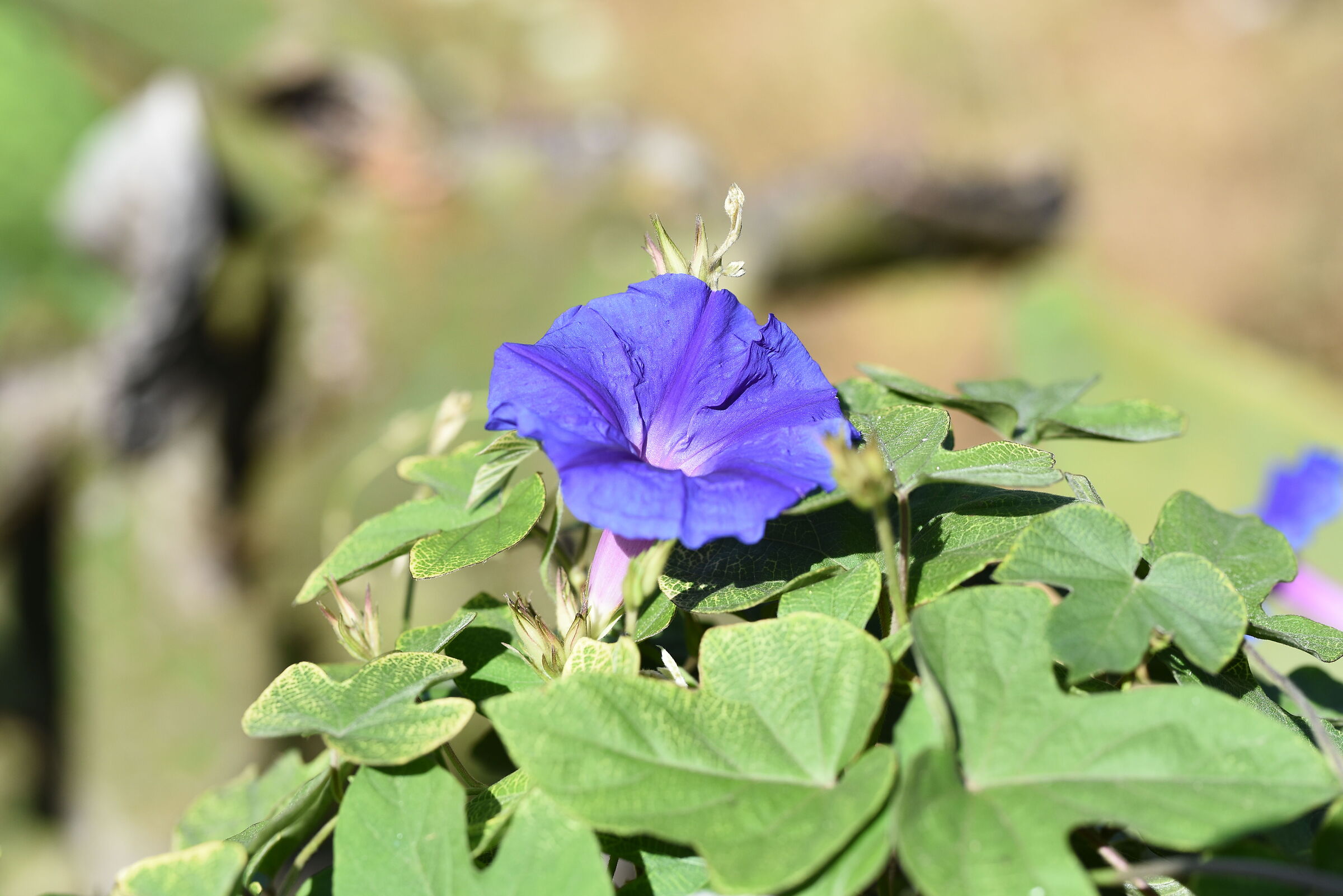 Sigma 85, 1.4 Art- 1/ 4.0 0 0, F. 3.3, ISO 500