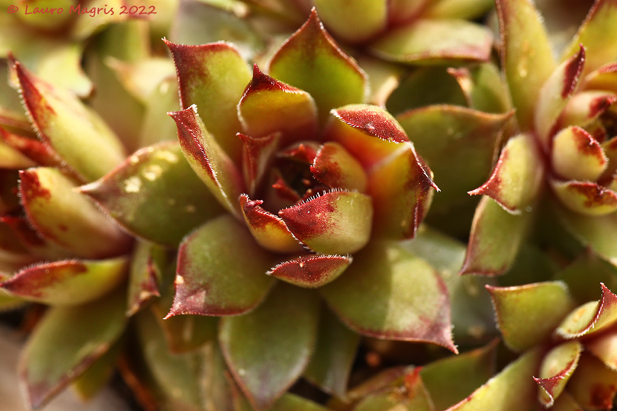 Sempervivum tectorum