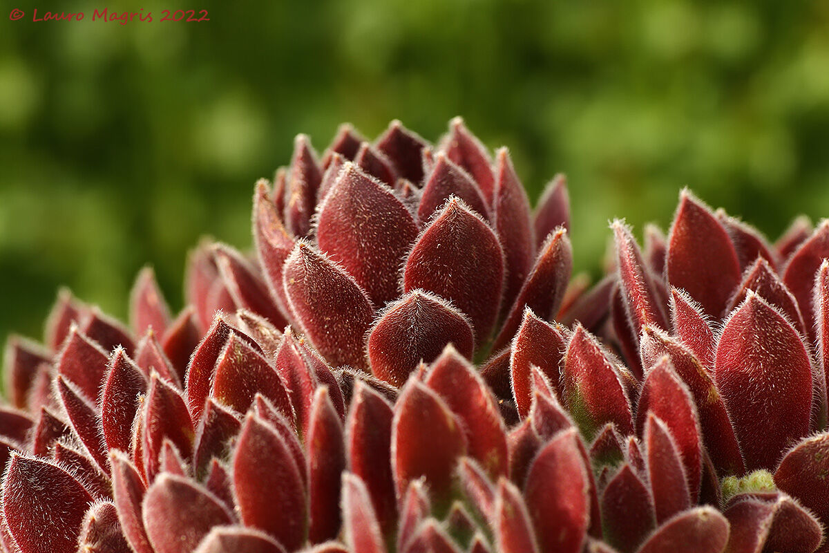 Semprevivo dei tetti