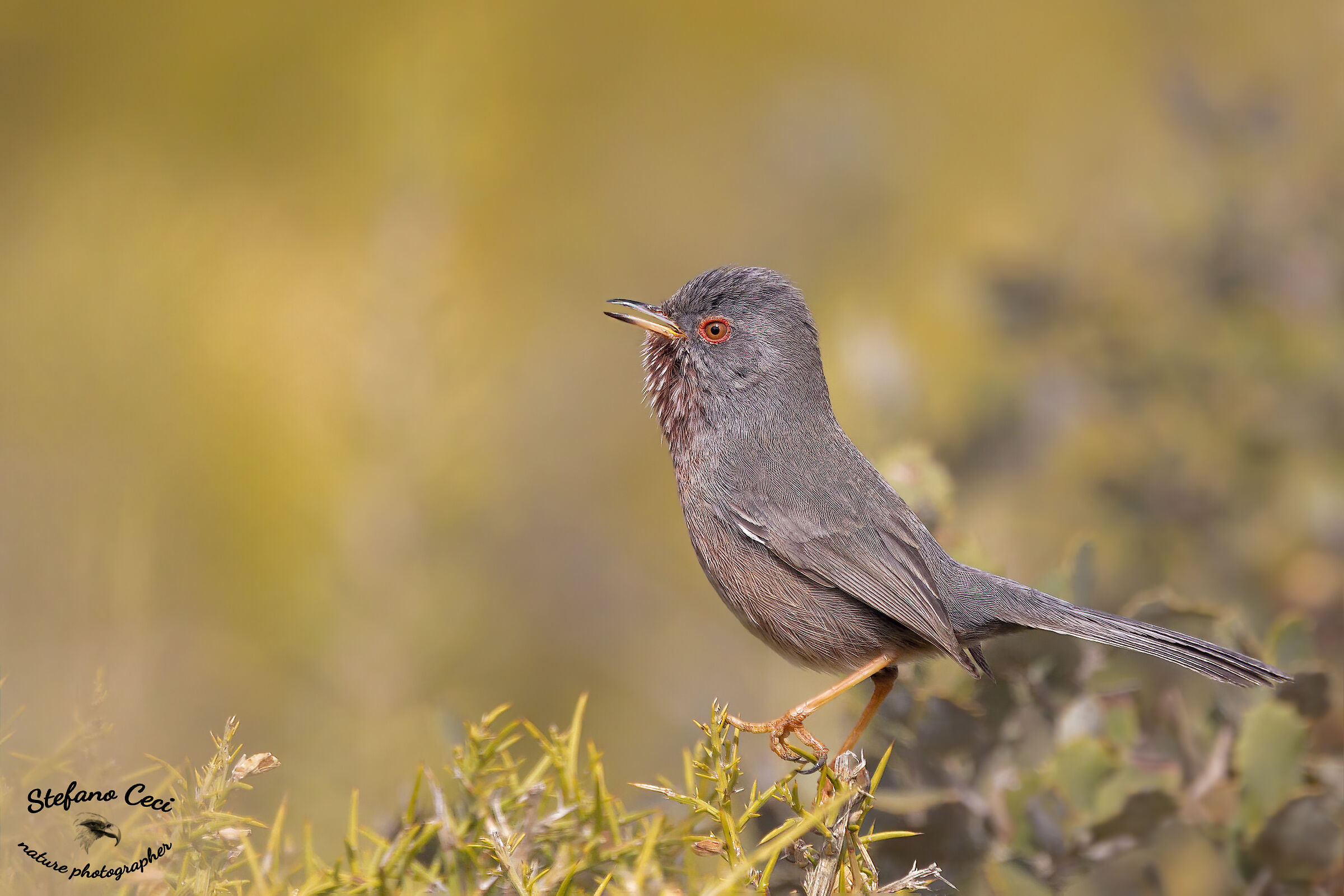 Dartford warbler