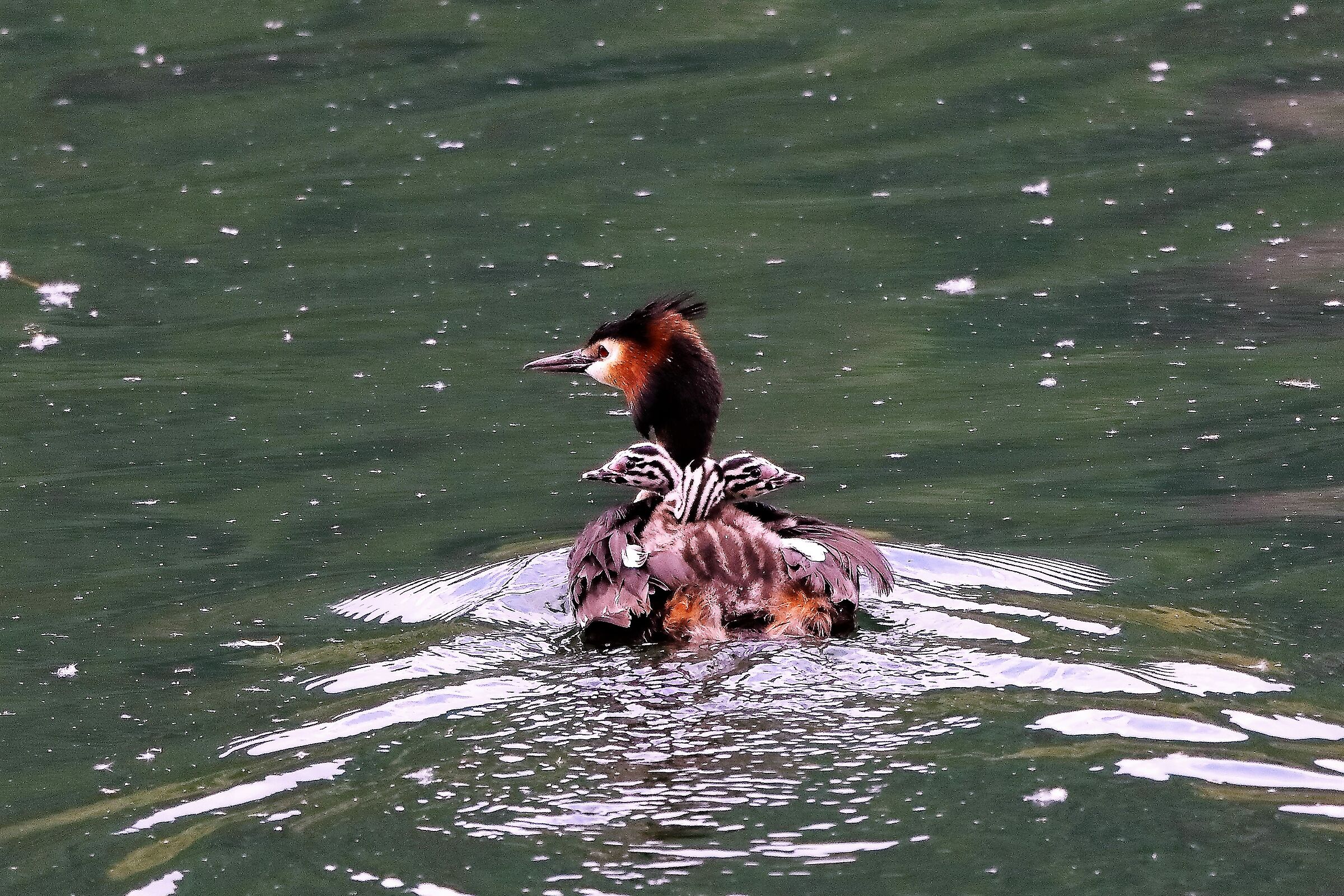 svasso con prole 09-05-2022