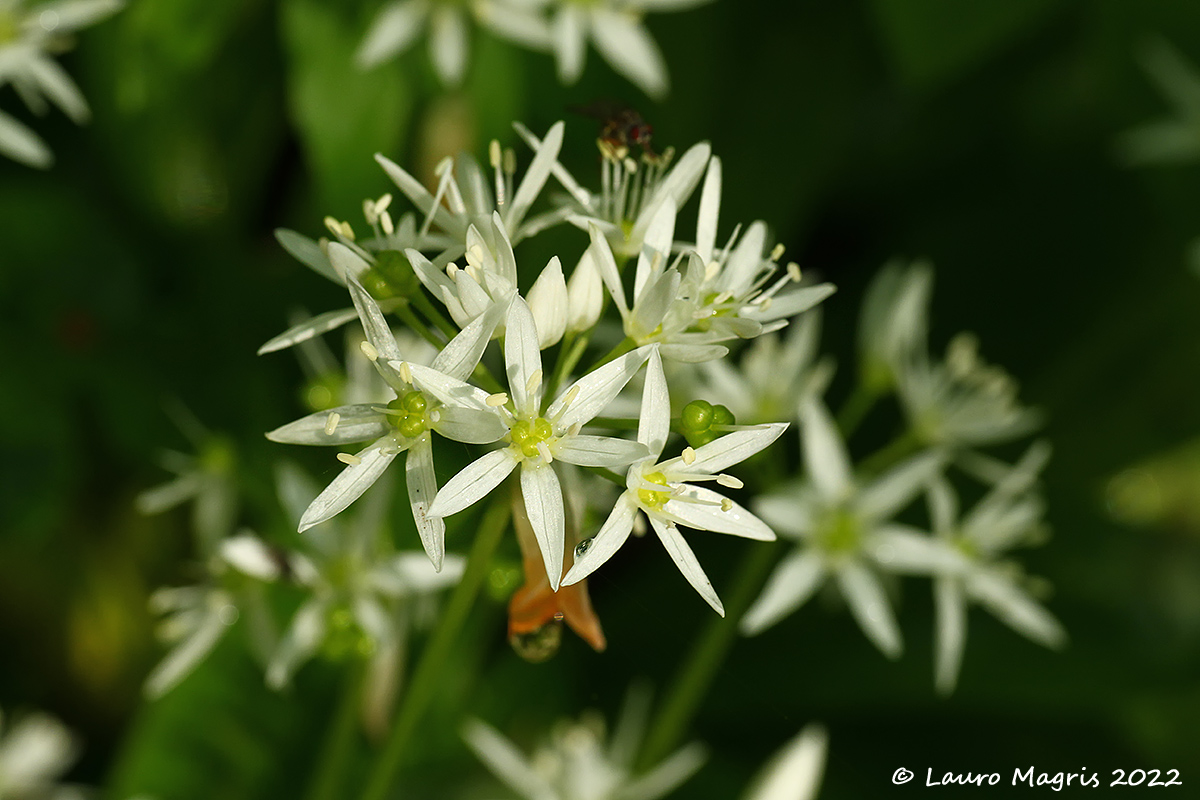 Aglio selvatico (Allium selvaticum)