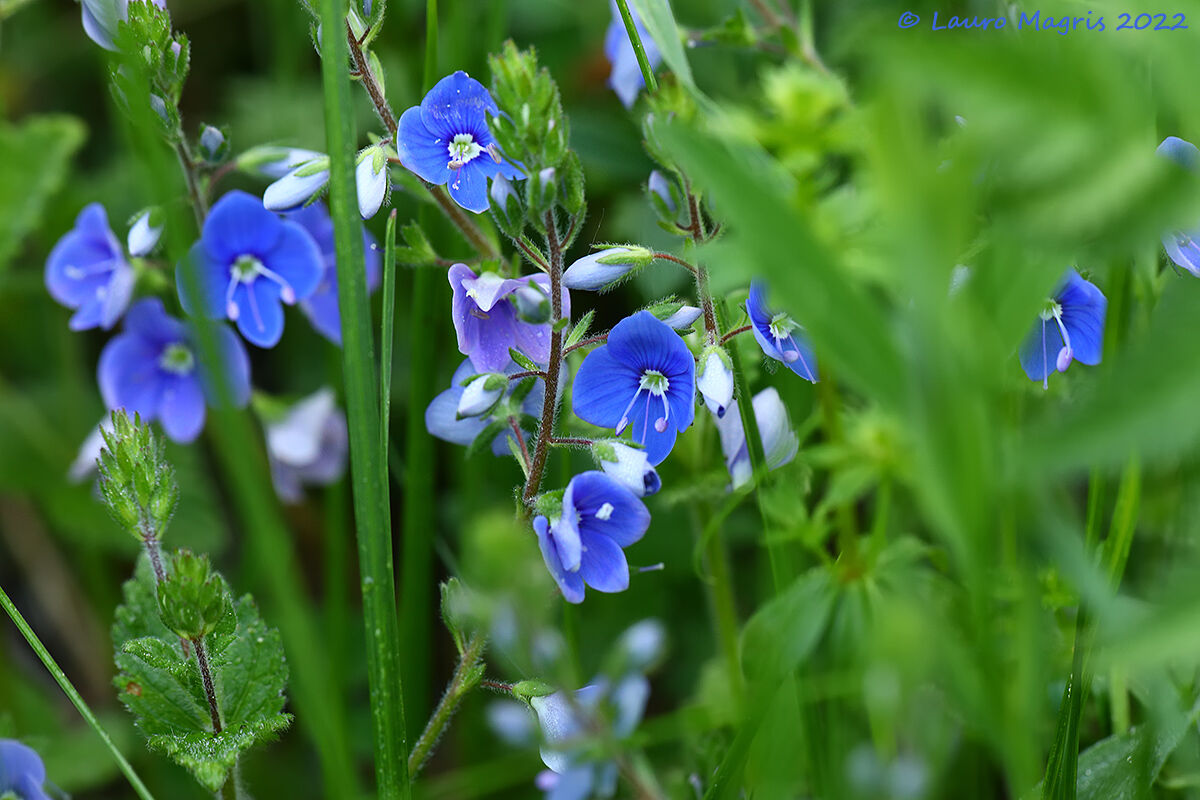 Veronica officinalis