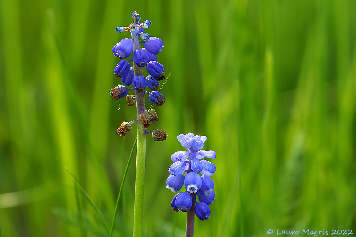 Muscari ignorato (Muscari neglectum)