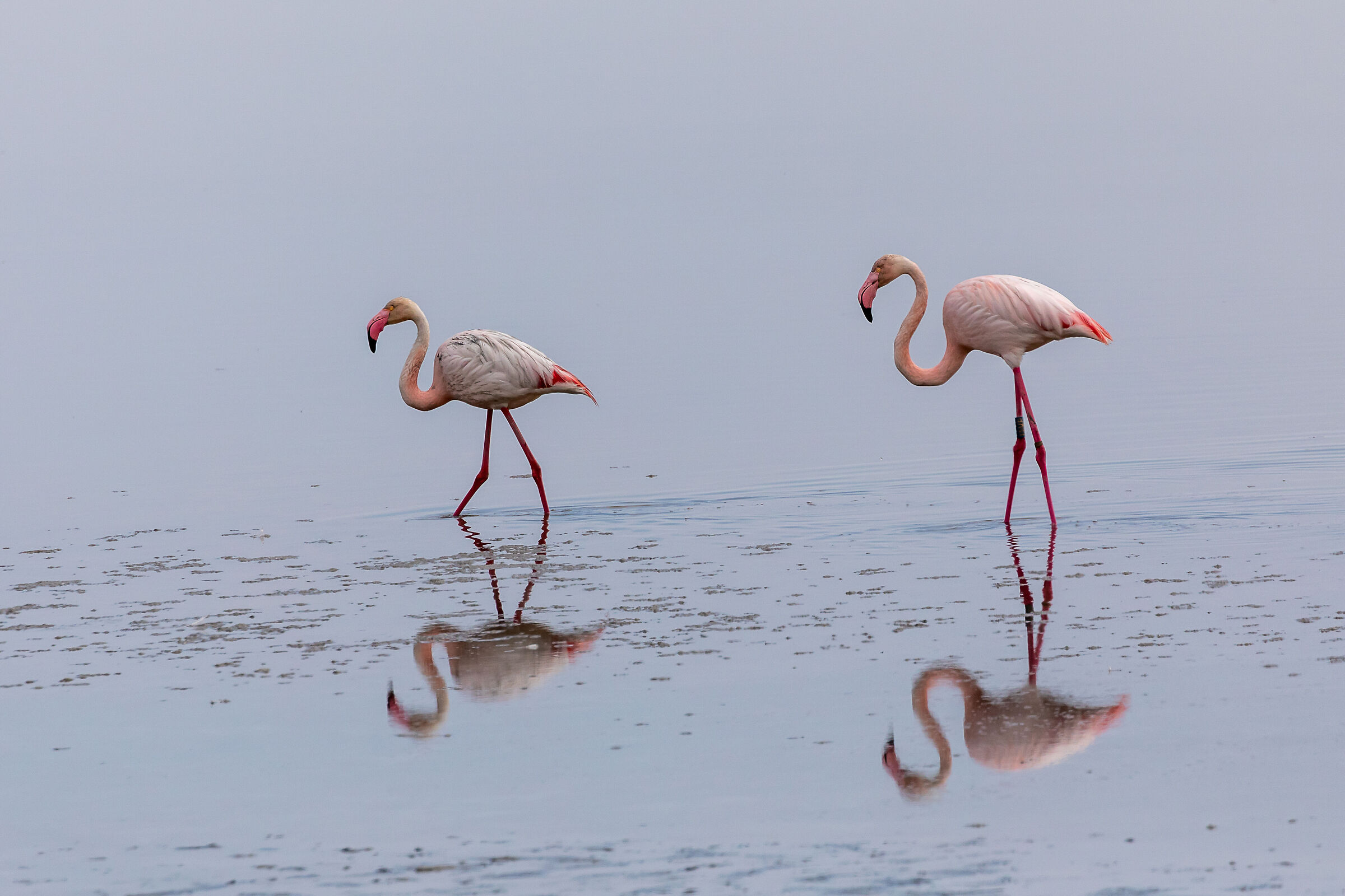 Passeggiata dei  fenicotteri