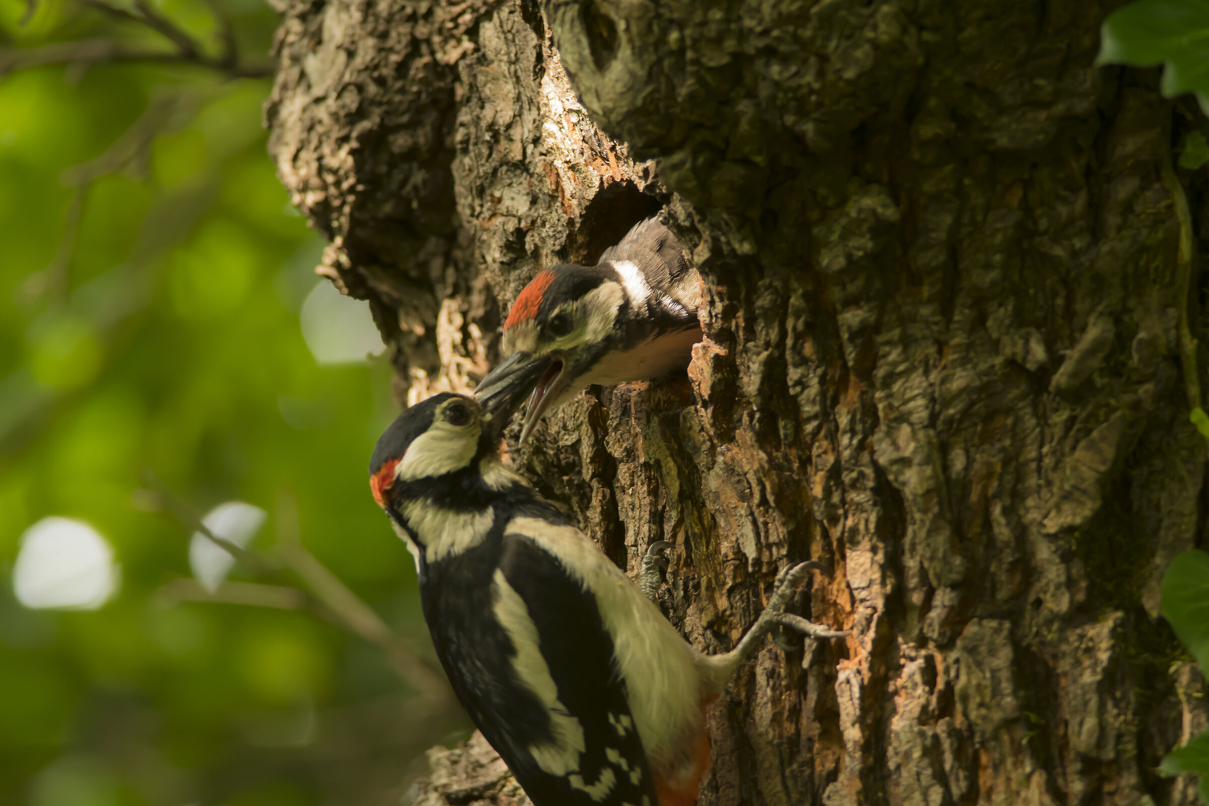 pullo i ready x the flight